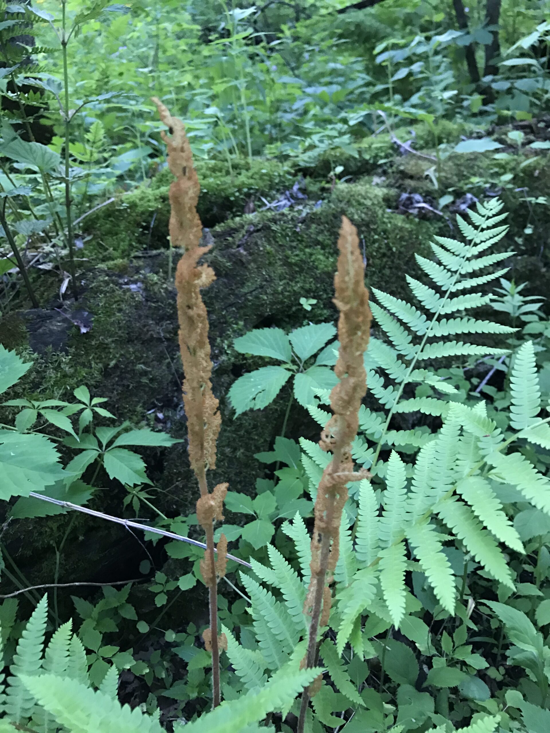 Cinnamon Fern – Osmundastrum cinnamomeum