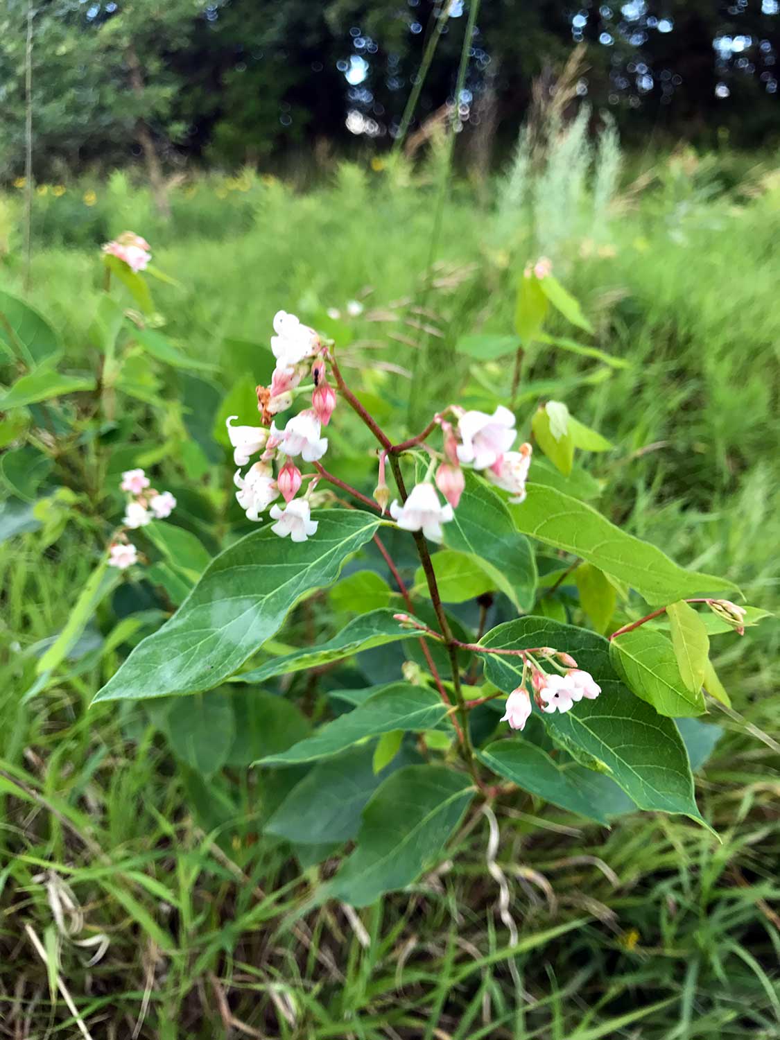 Spreading Dogbane – Apocynum androsaemifolium