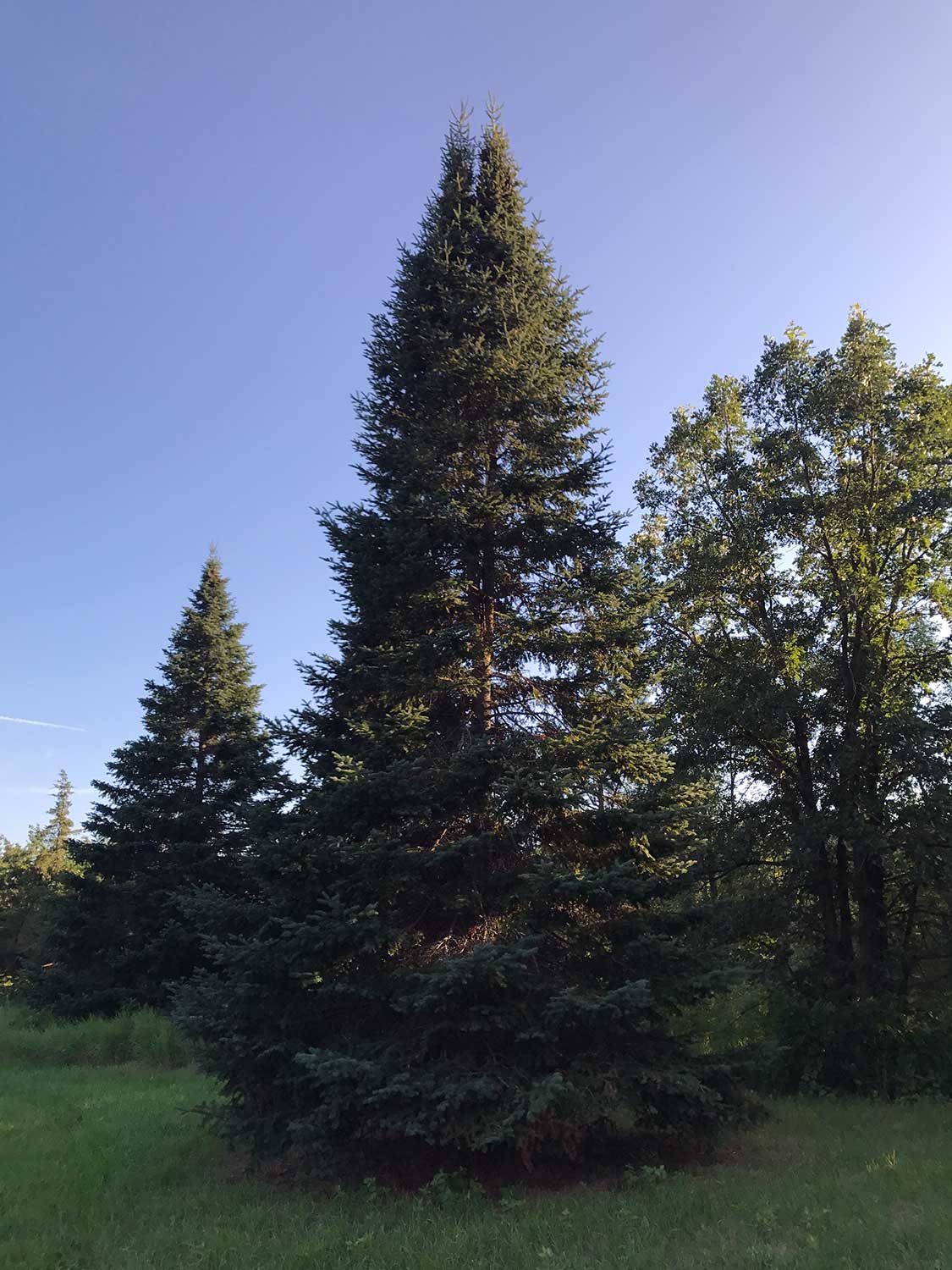 Balsam Fir – Abies balsamea