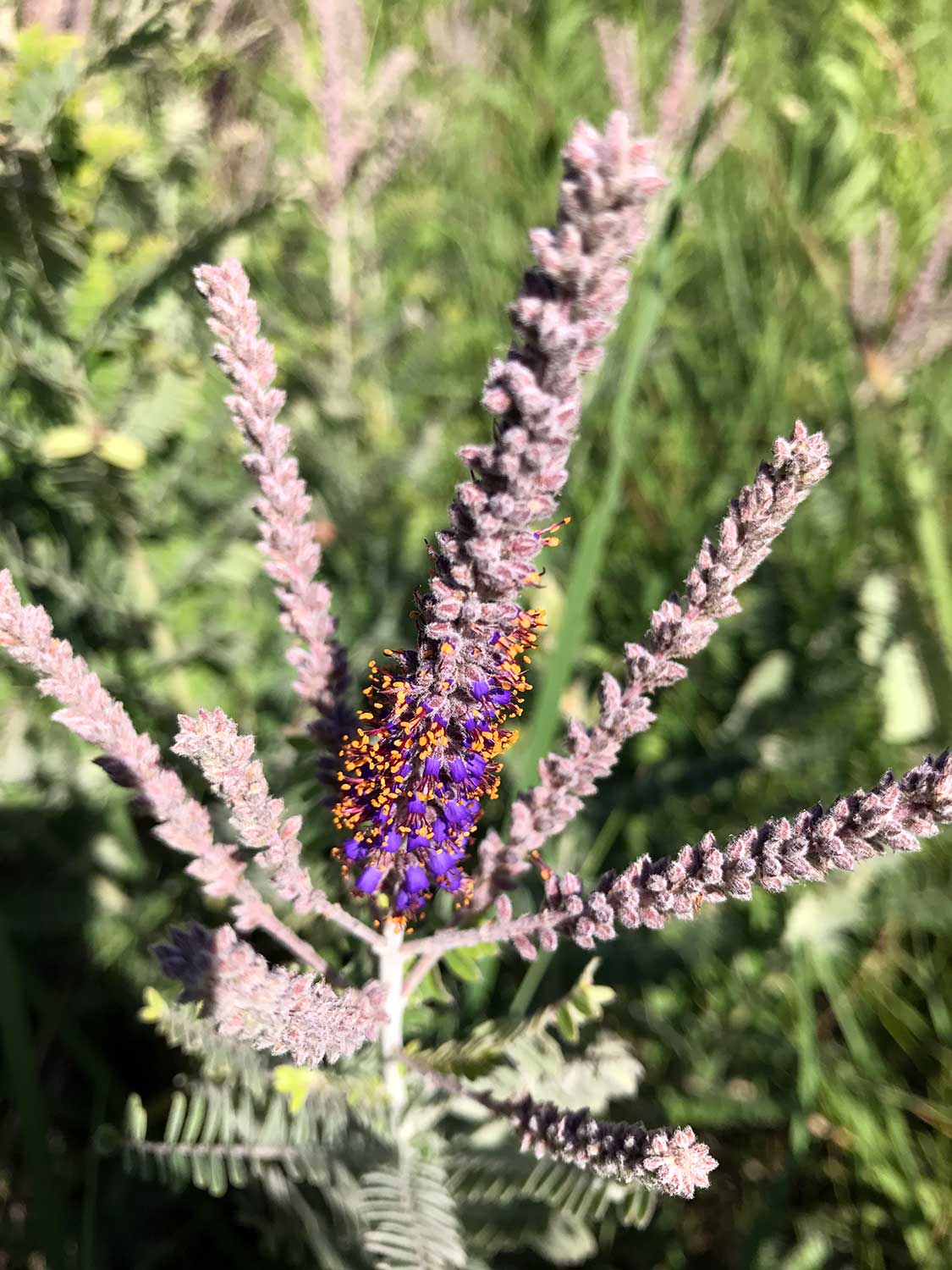 Lead Plant – Amorpha canescens