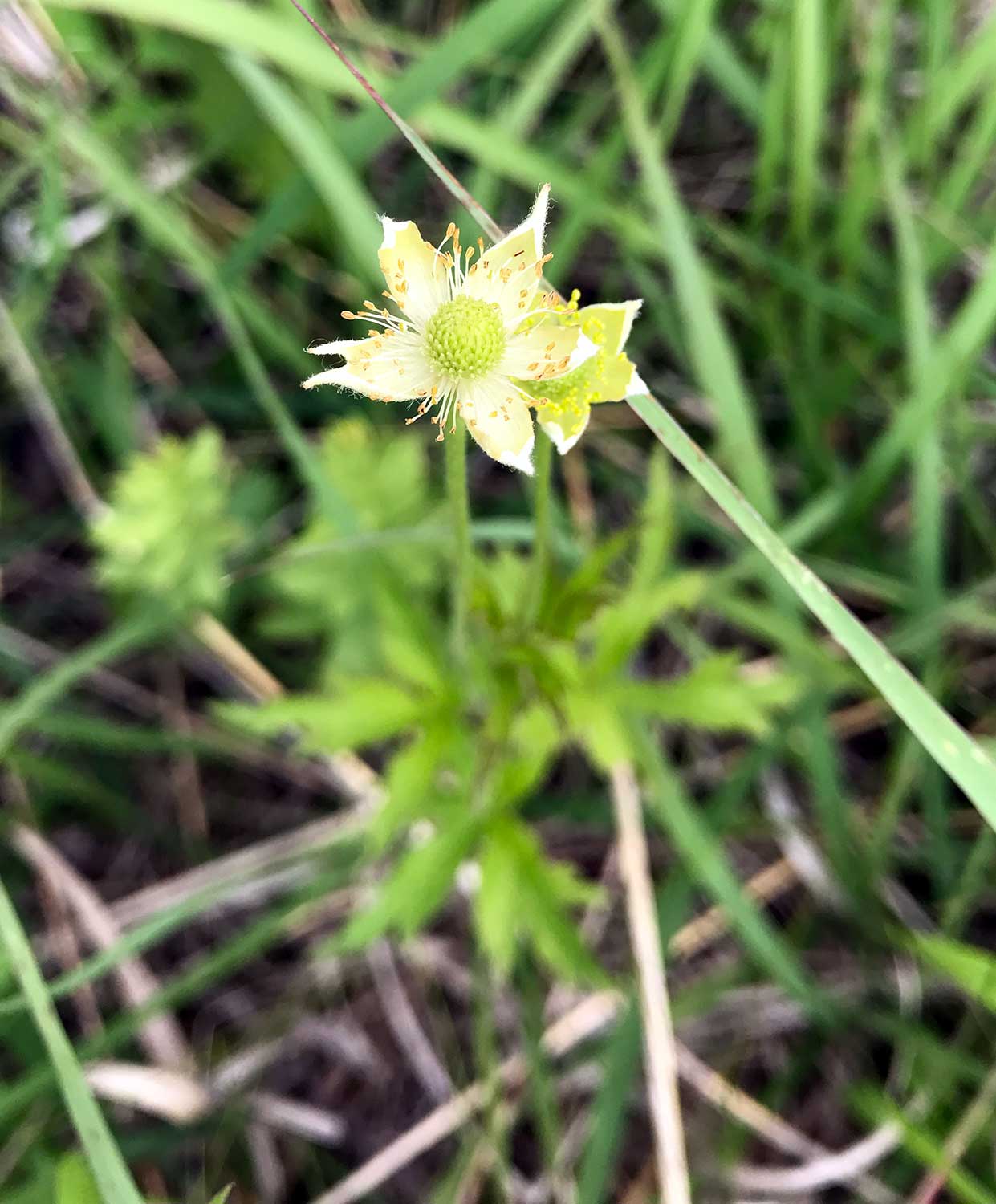 Thimbleweed – Anemone cylindrica