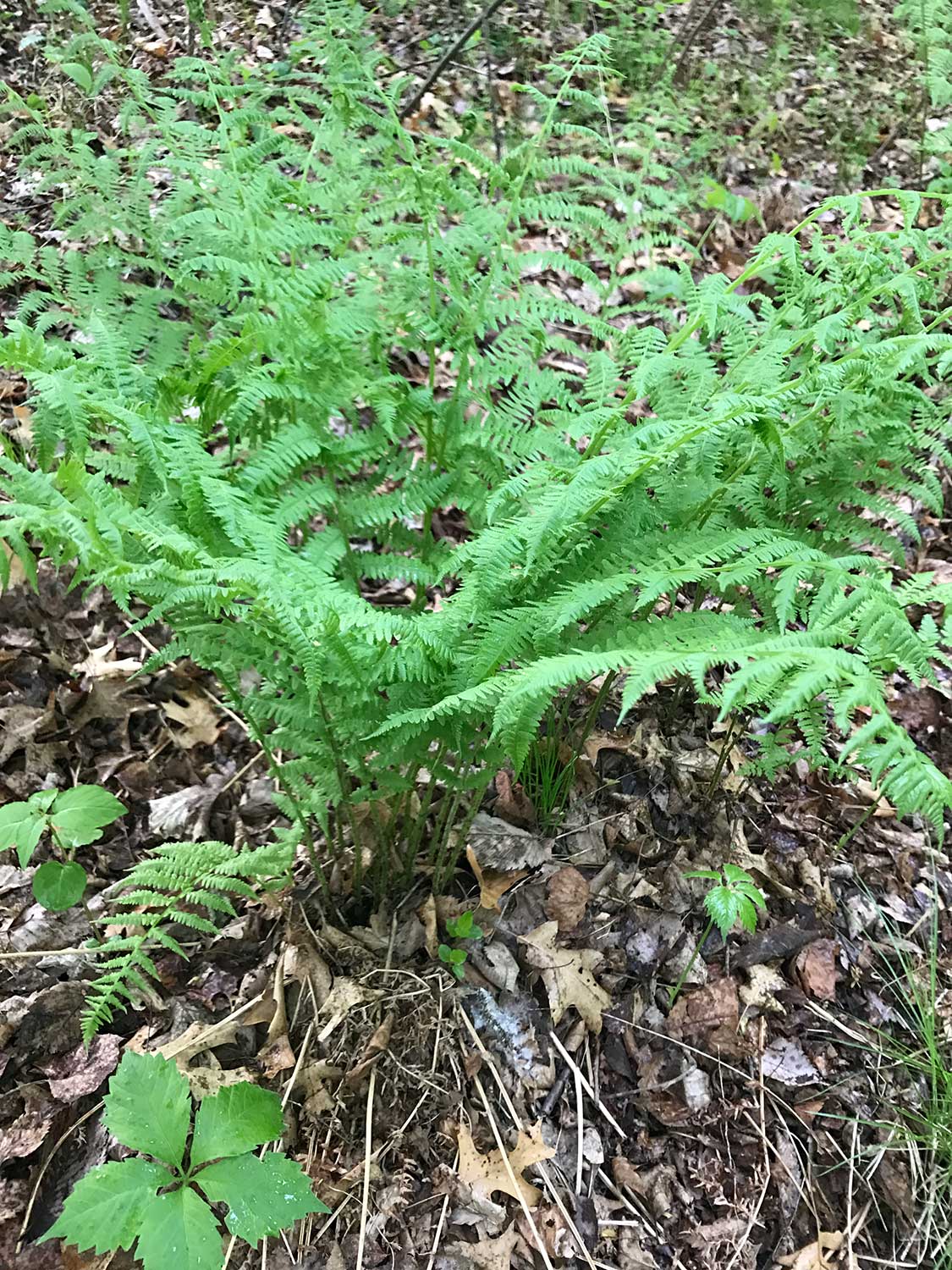 Lady Fern – Athyrium Filix-femina