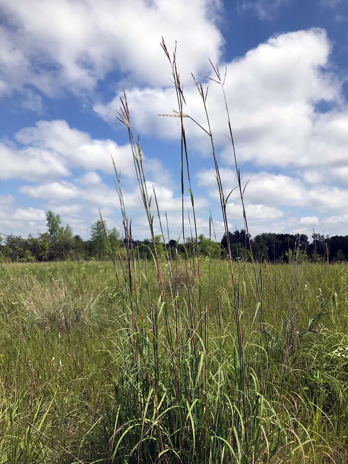 Big Bluestem – Andropogon gerardii