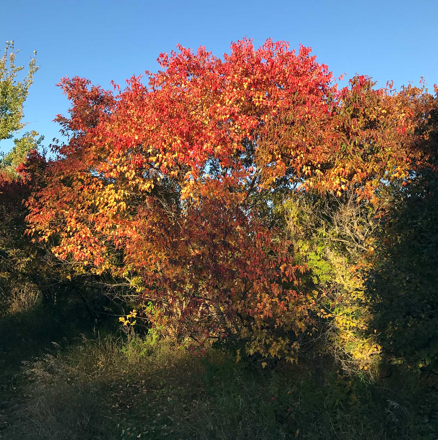 Ginnala Maple – Acer ginnala