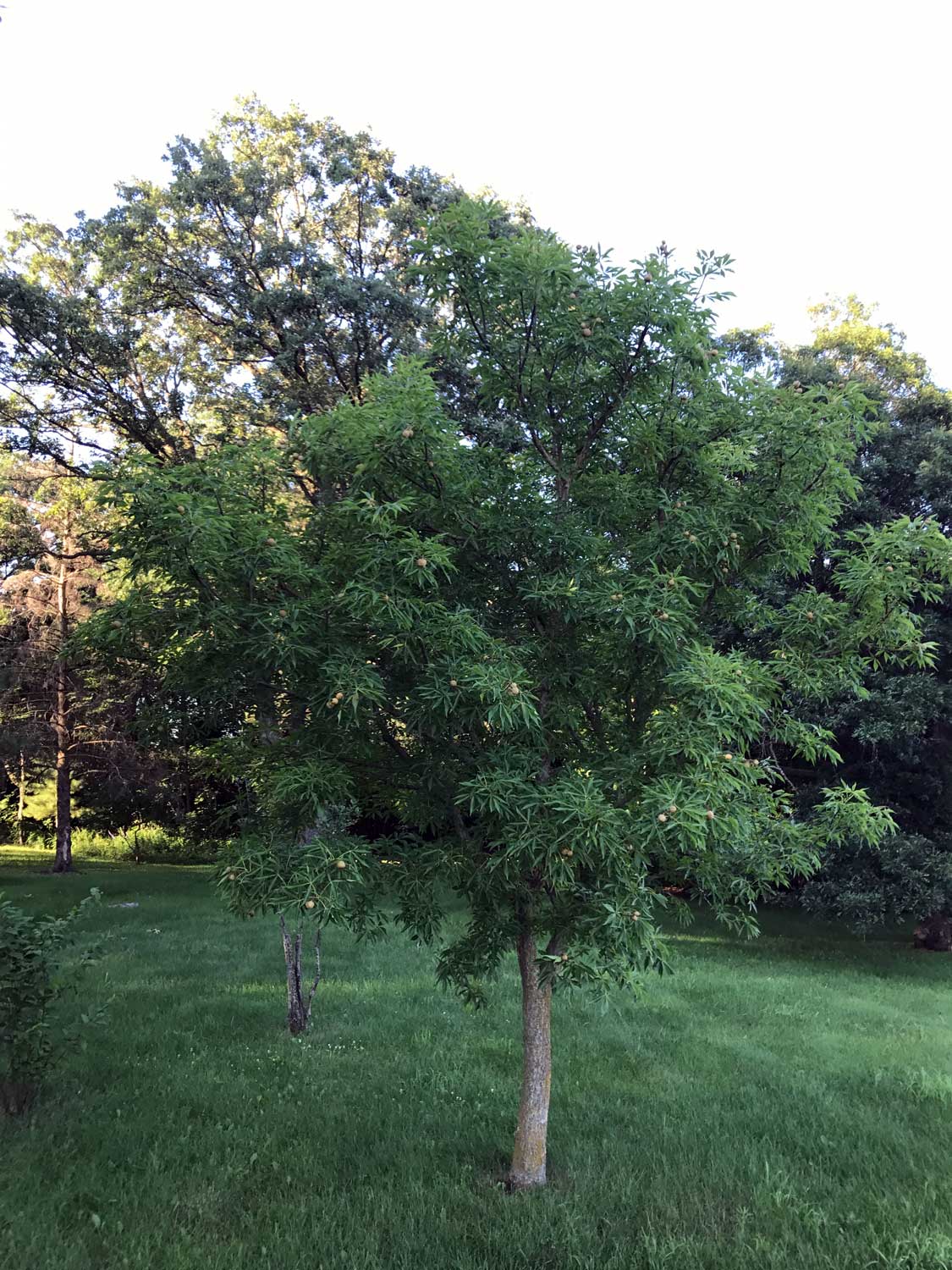 Ohio Buckeye – Aesculus glabra