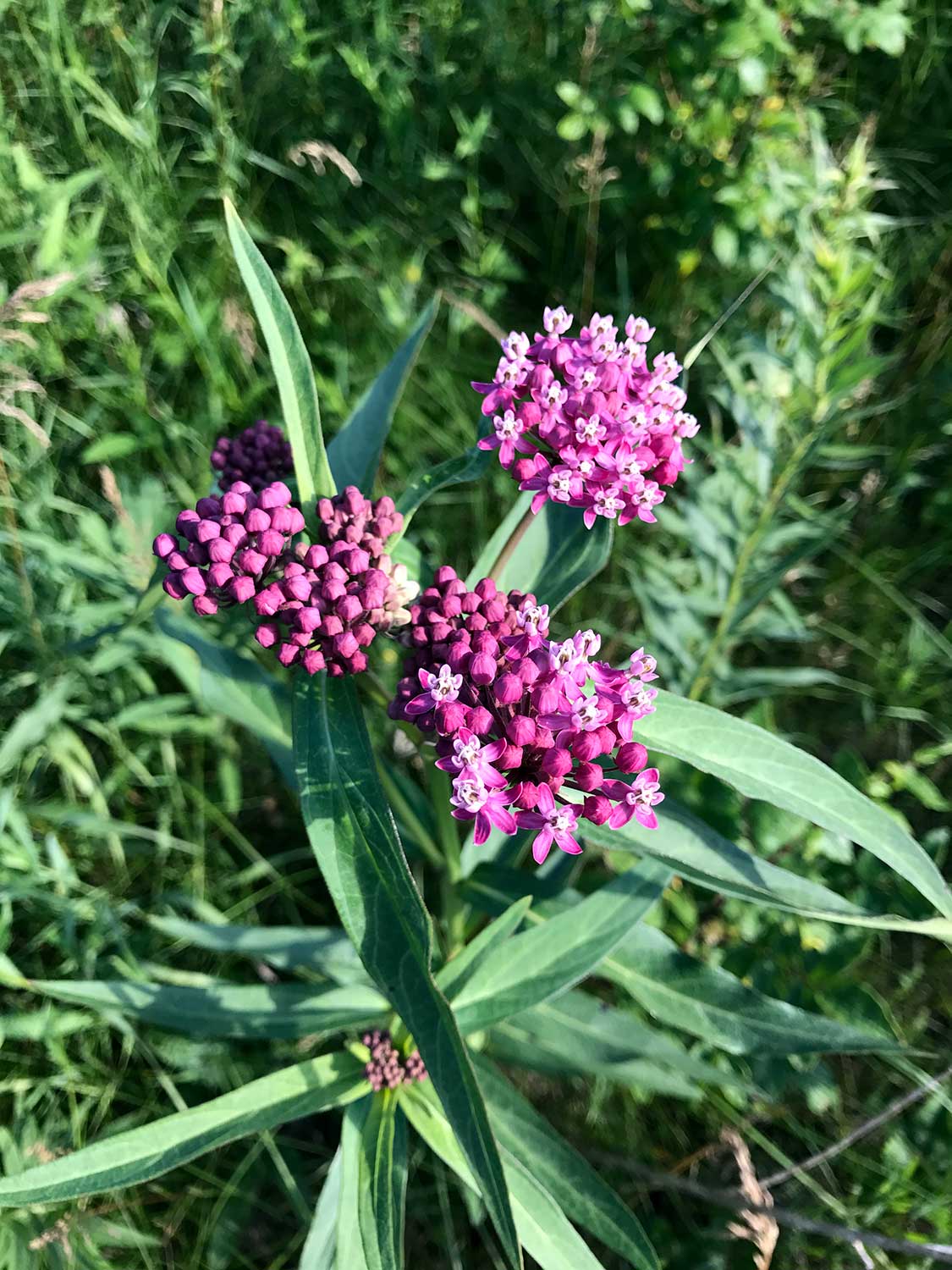 Swamp Milkweed – Asclepias incarnata