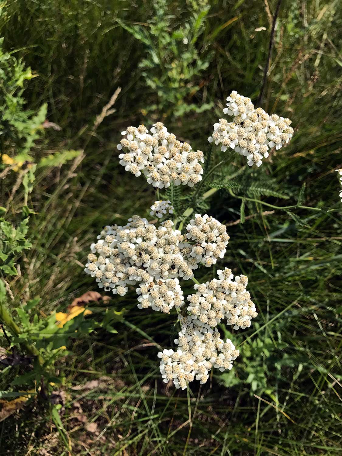 Yarrow – Achillea millefolium