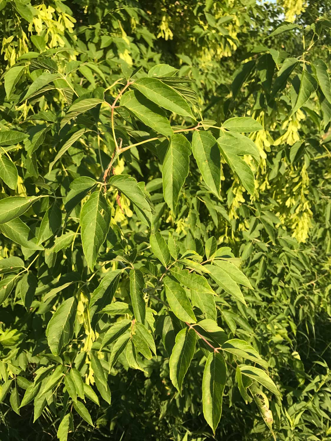 Boxelder – Acer negundo