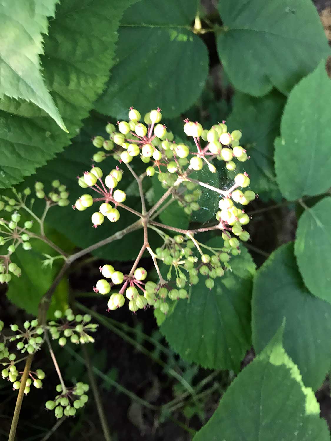 Wild Sarsaparilla – Aralia nudicaulis