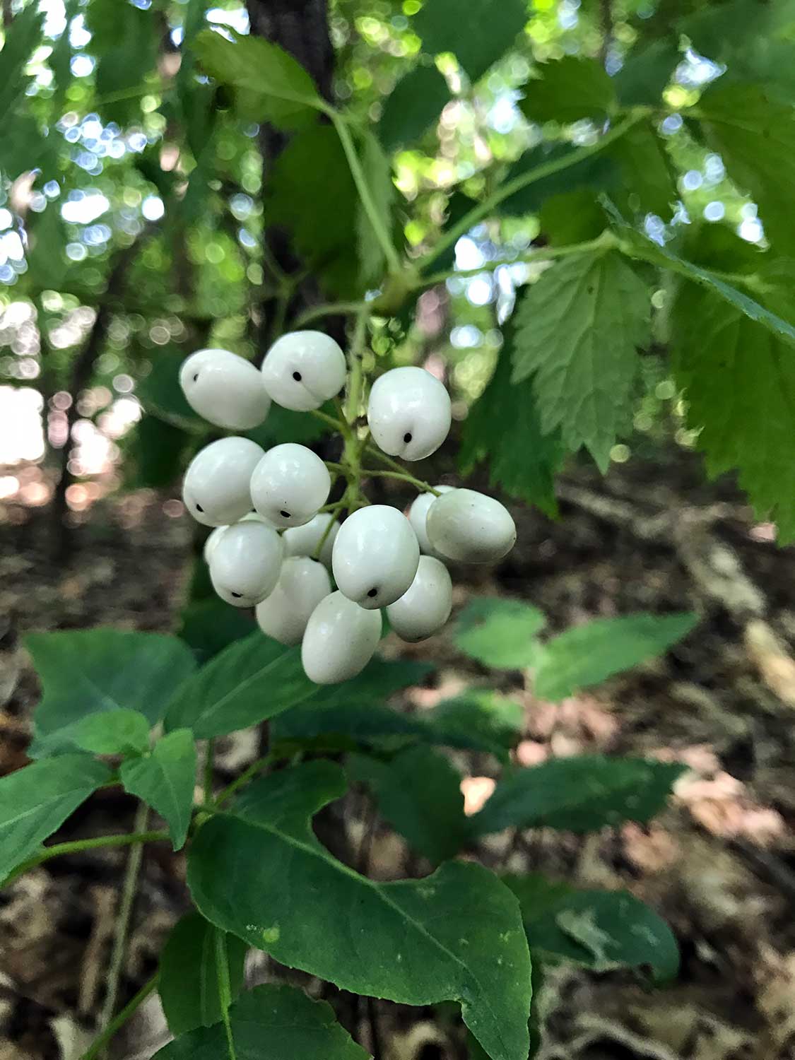 White Baneberry – Actaea pachypoda