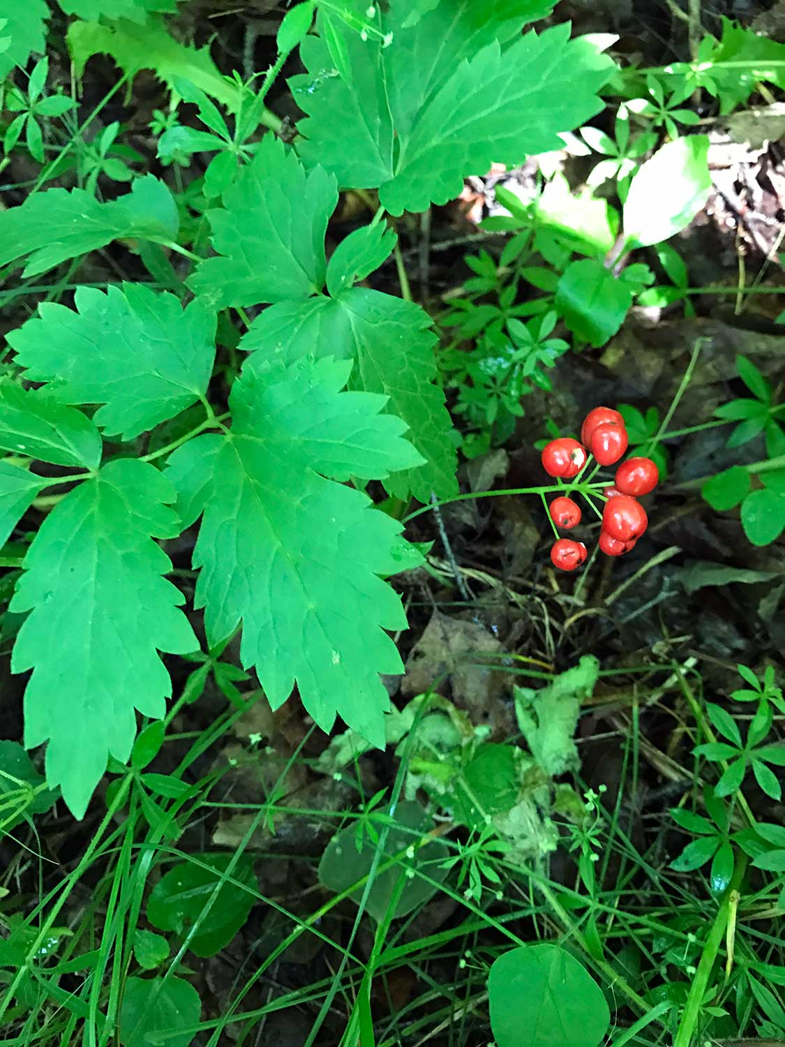 Red Baneberry – Actaea rubra