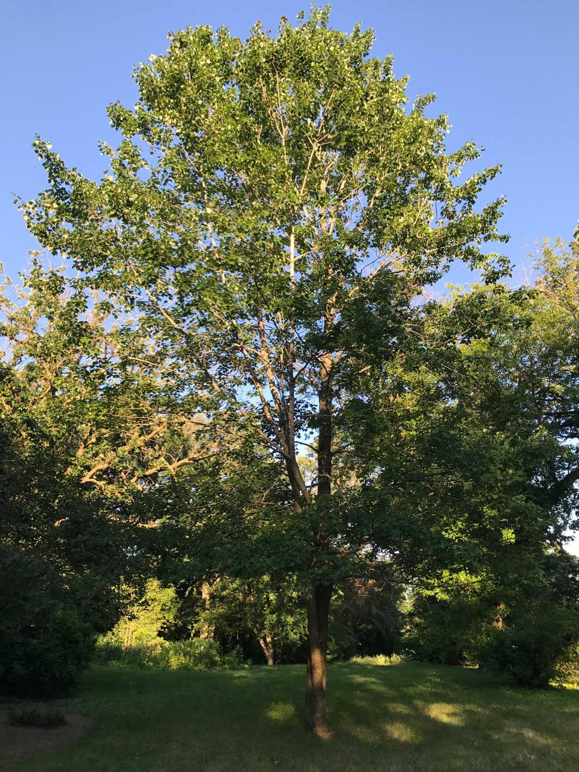 Red Maple – Acer rubrum