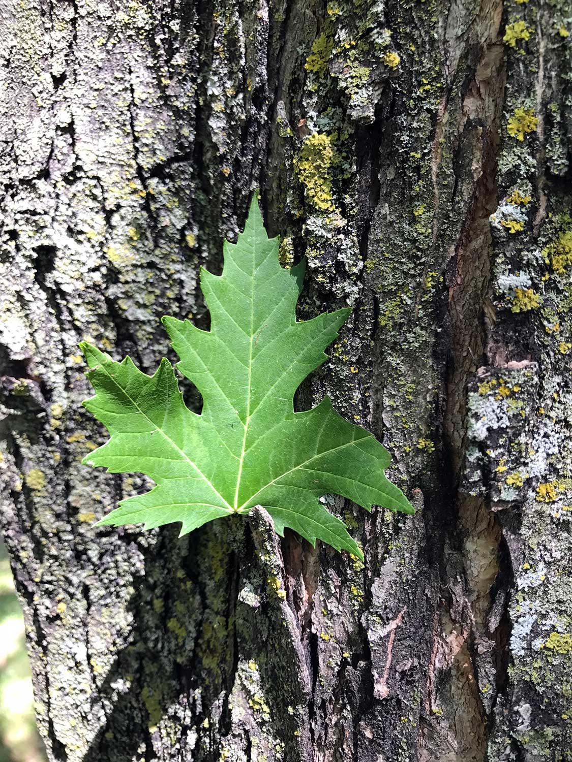 Silver Maple – Acer saccharinum