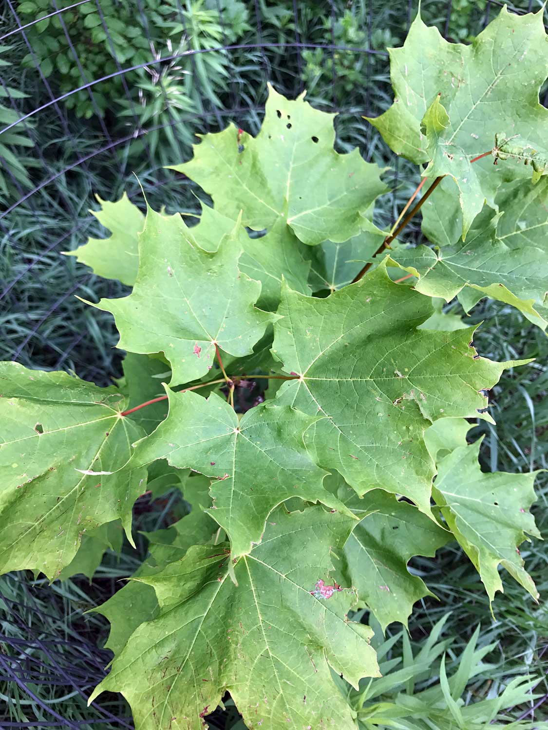 Sugar Maple – Acer saccharum