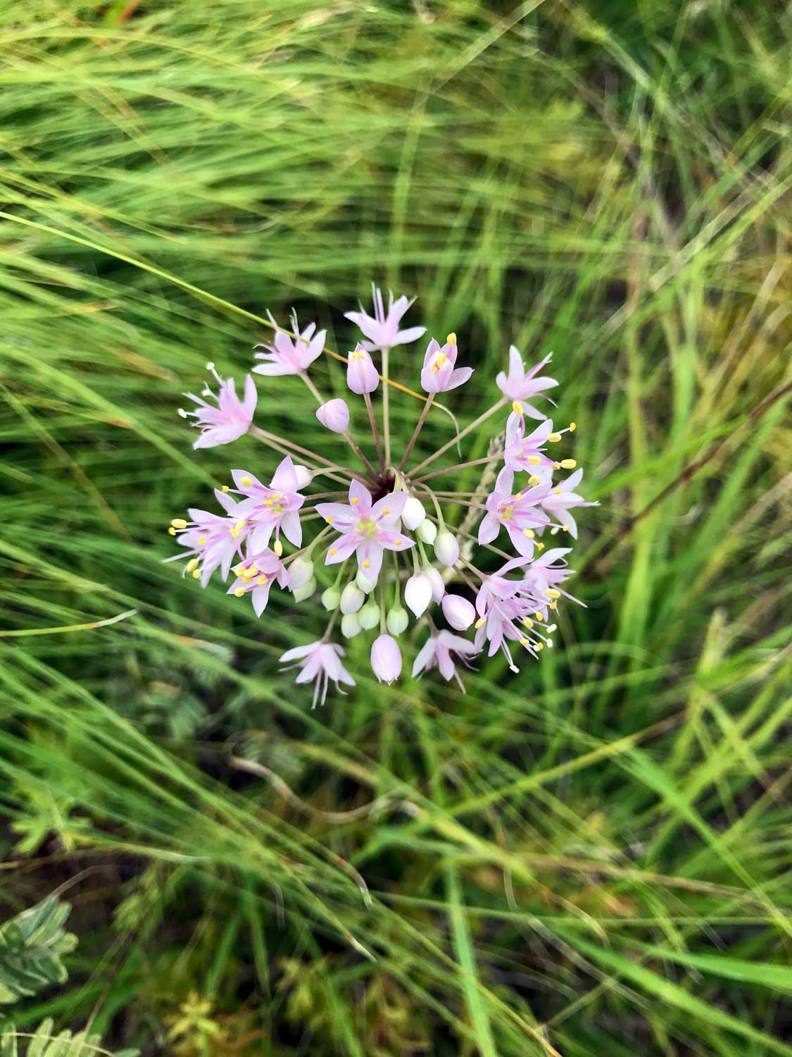 Prairie Onion – Allium stellatum