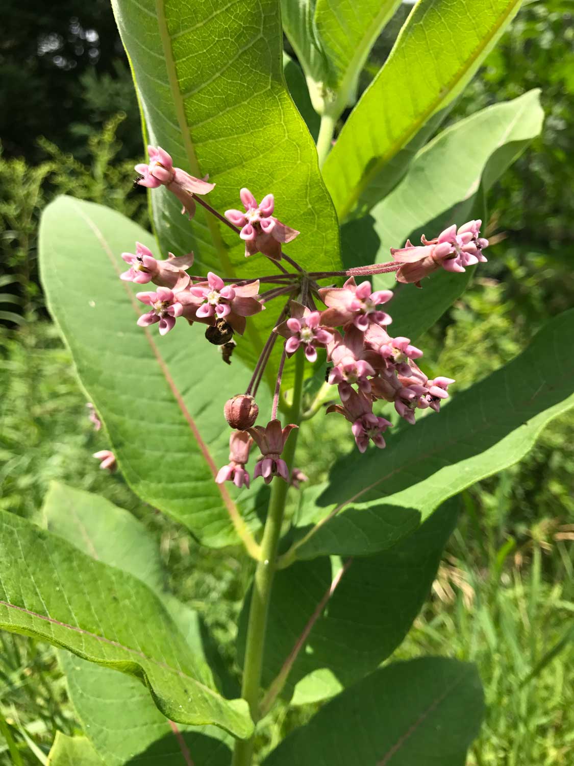 Common Milkweed – Asclepias syriaca