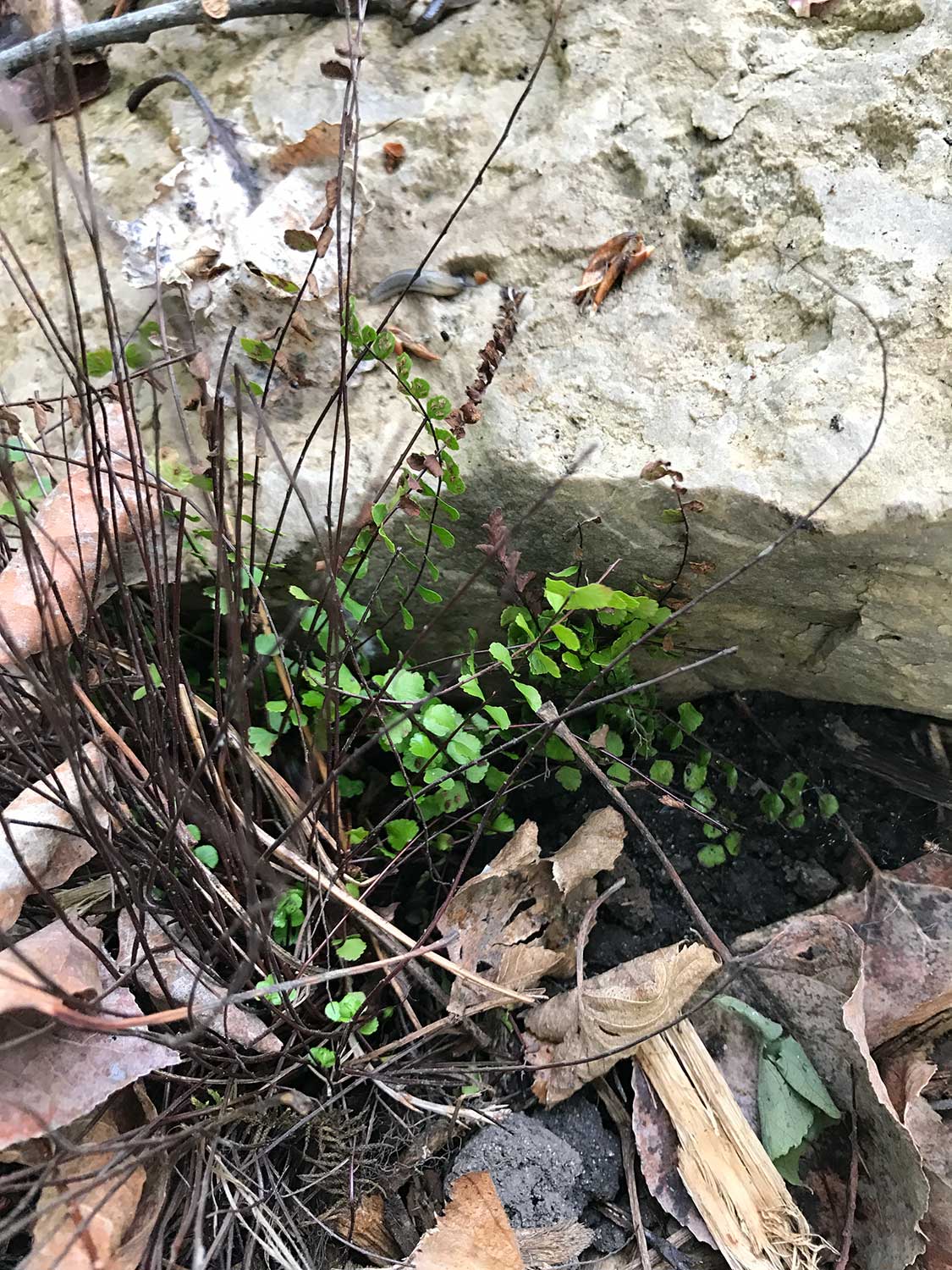 Maidenhair Spleenwort – Asplenium trichomanes