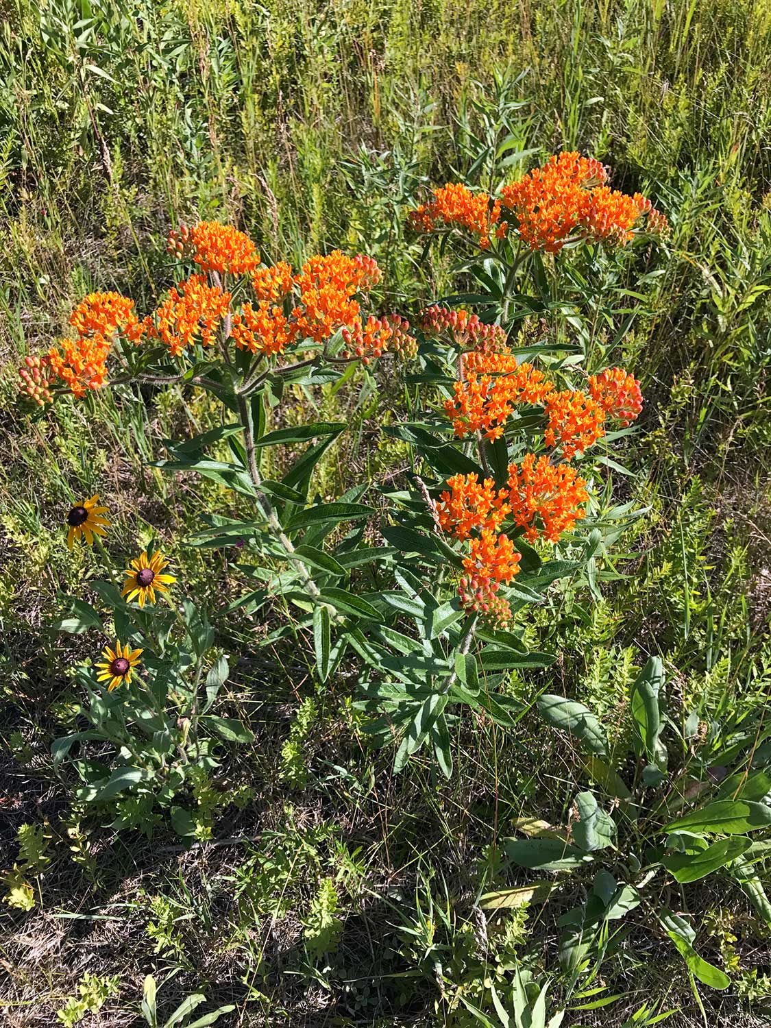 Butterfly Weed- Asclepias tuberosa