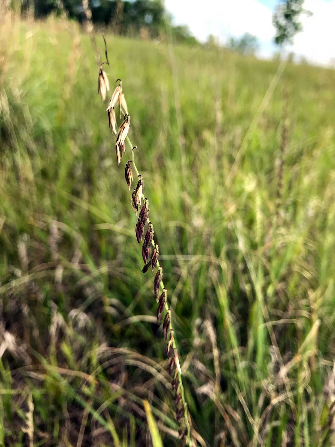 Side-Oats Grama – Bouteloua curtipendula