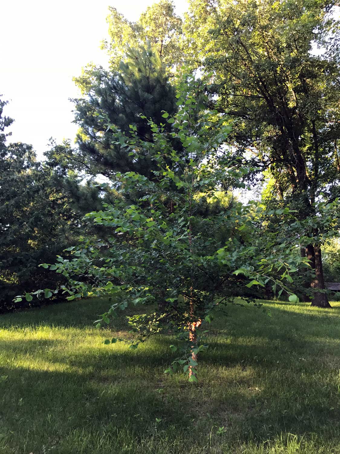 River Birch – Betula nigra