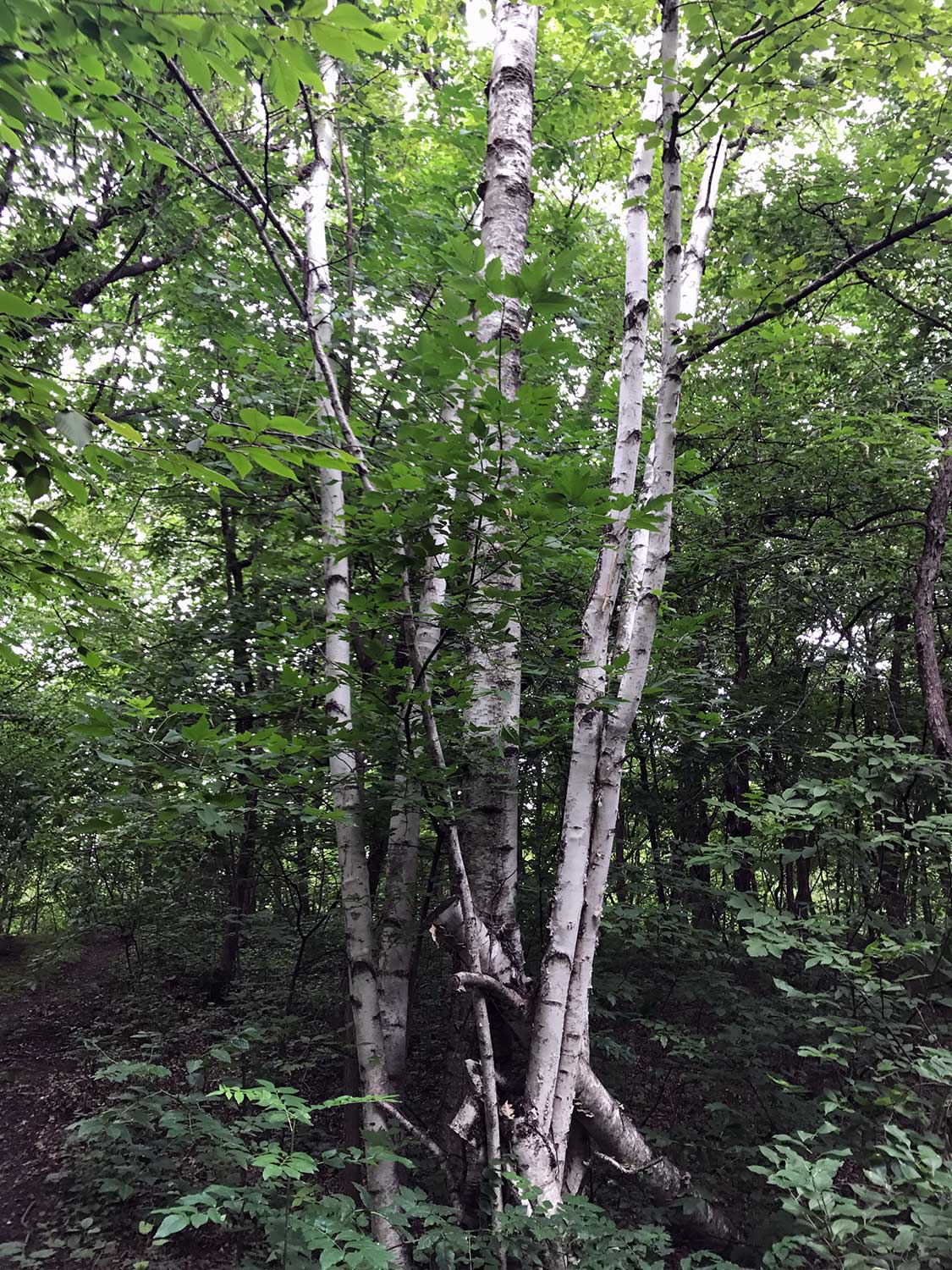 Paper Birch – Betula papyrifera