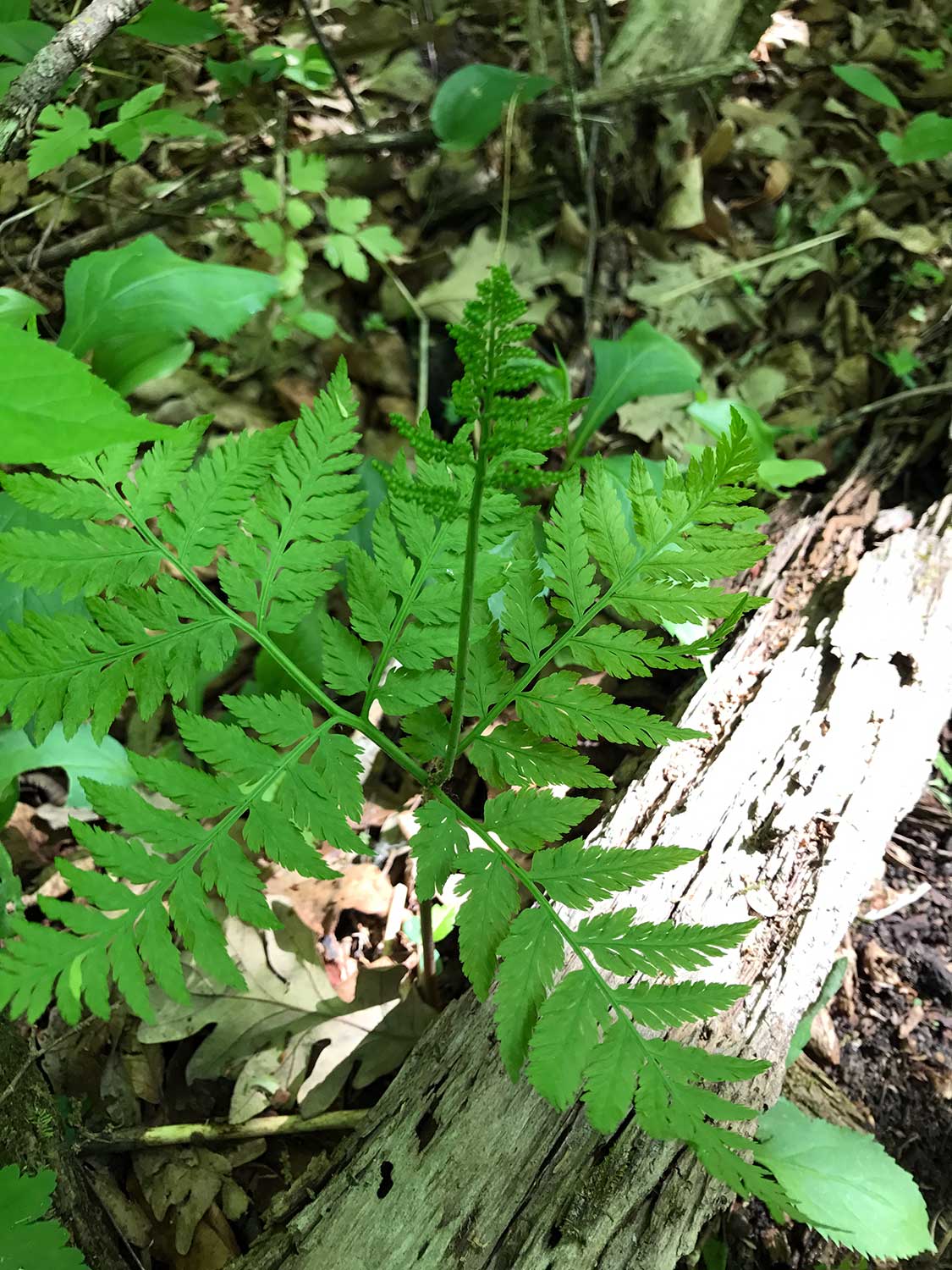 Rattlesnake Fern – Botrypus virginianus