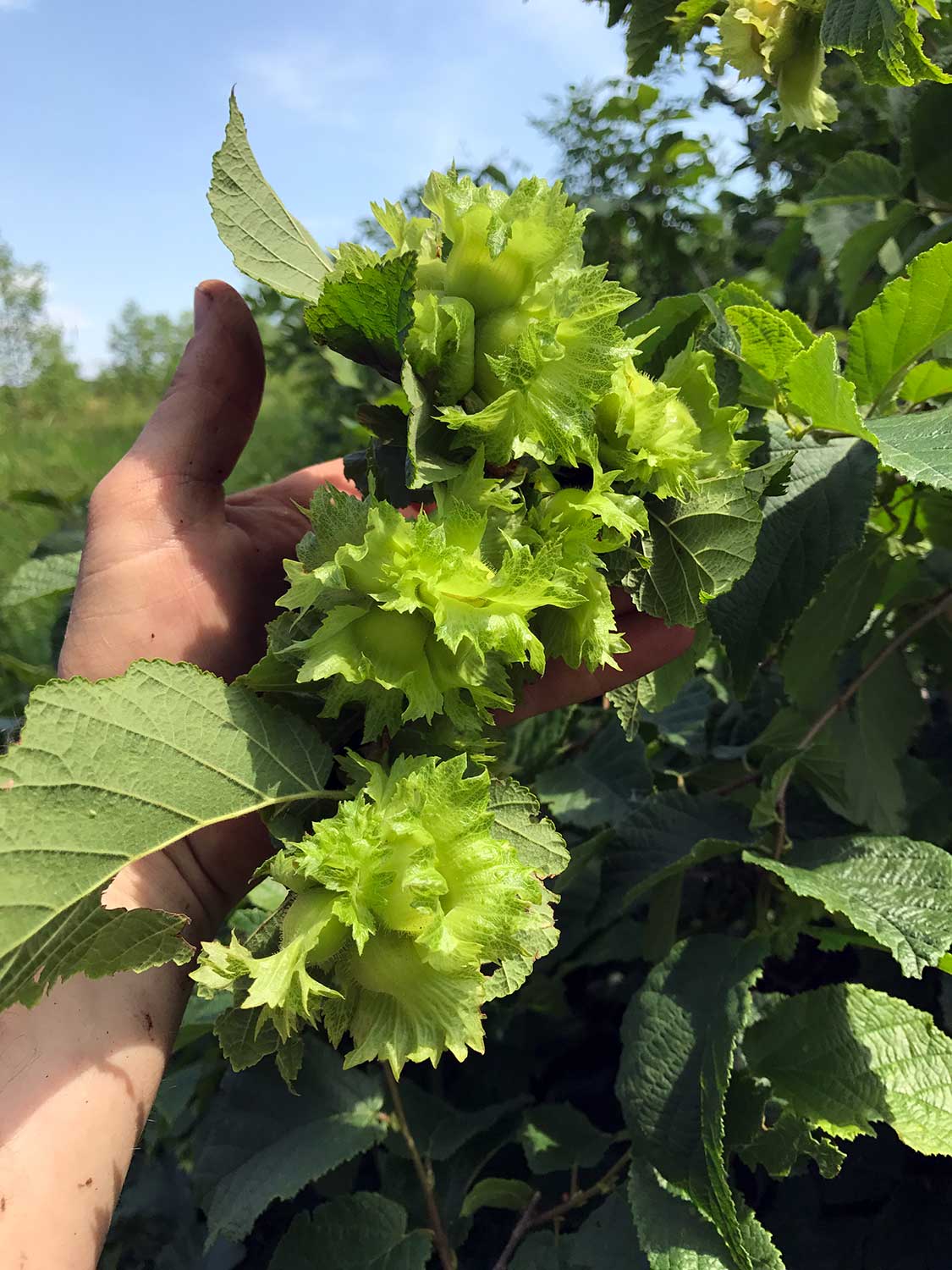 American Hazelnut – Corylus americana