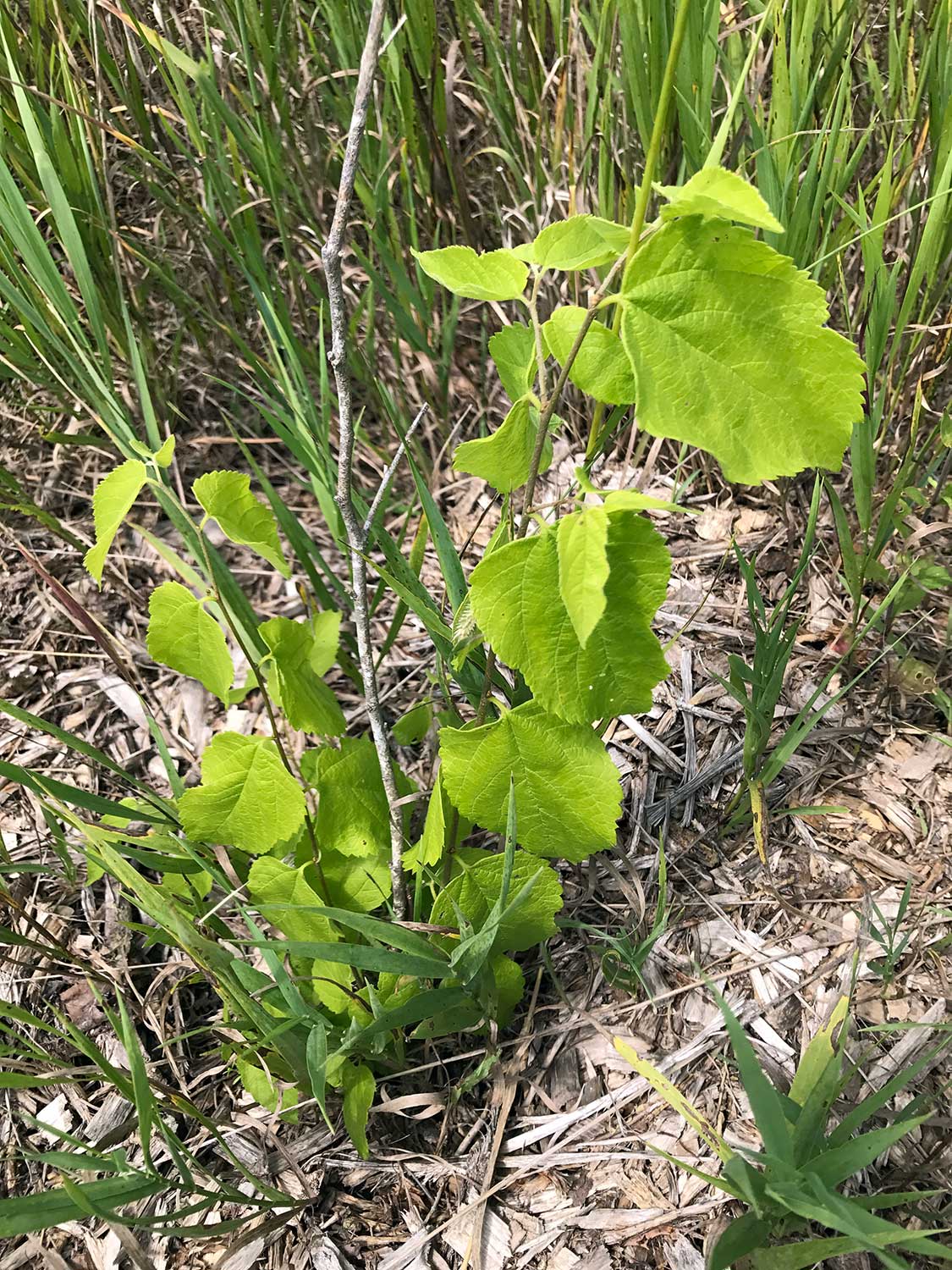 Hackberry – Celtis occidentalis