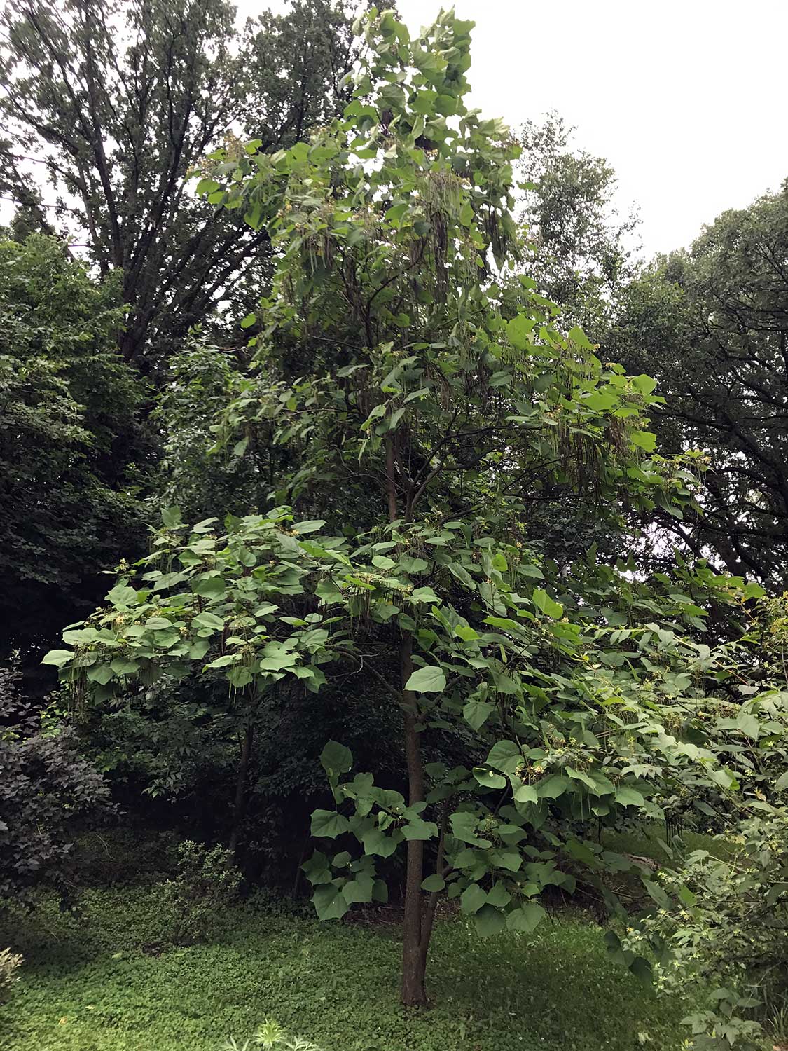 Chinese Catalpa – Catalpa ovata