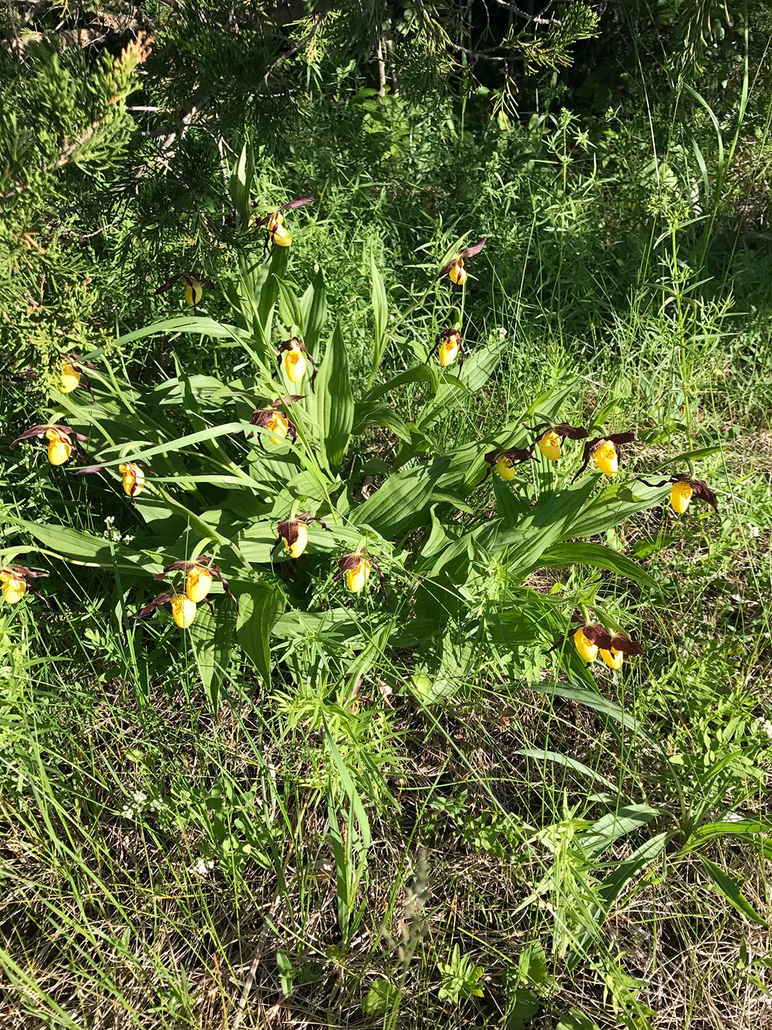 Small Yellow Lady’s Slipper – Cypripedium parviflorum var. makasin