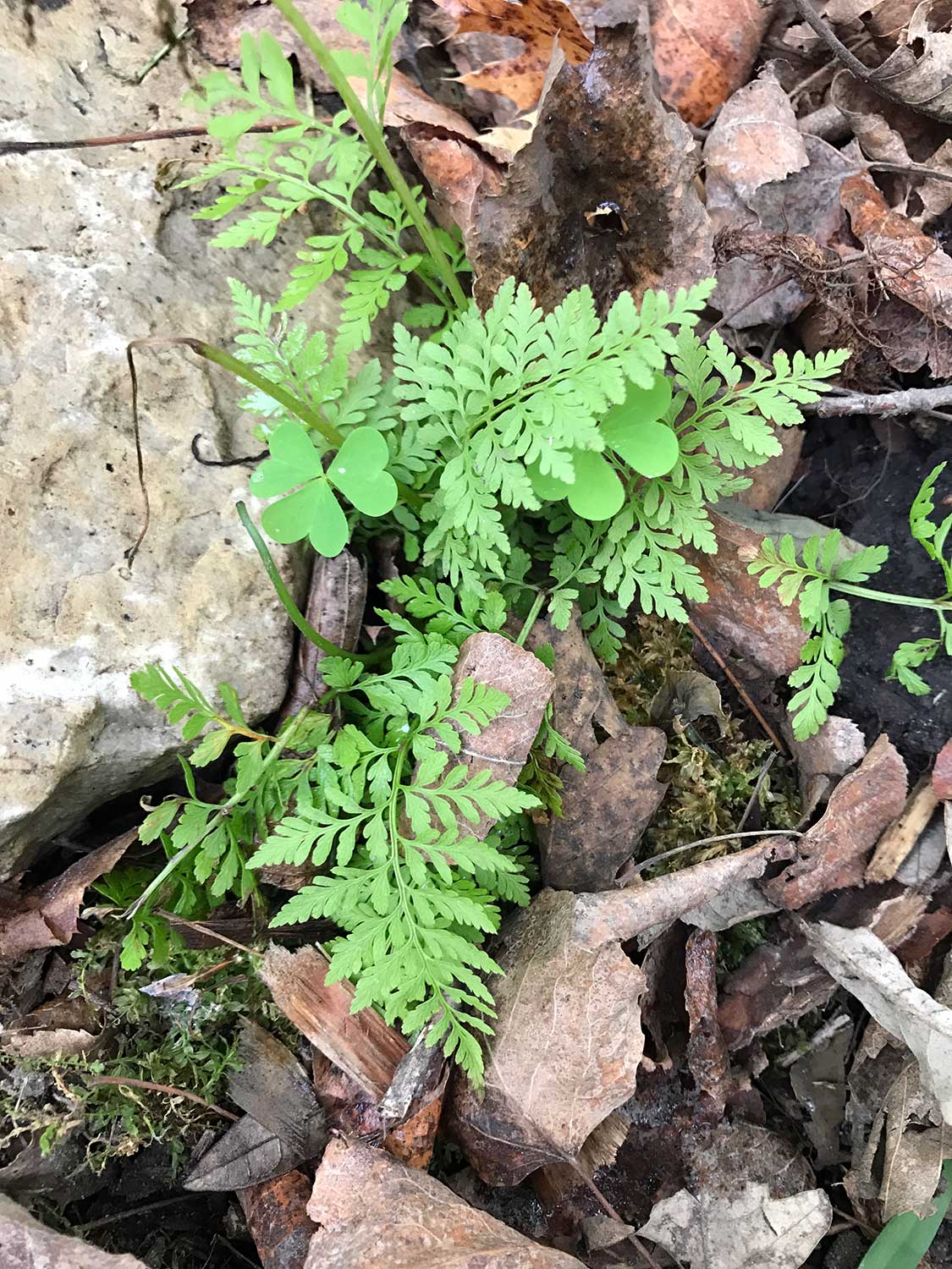 Fragile Fern – Cystopteris protrusa