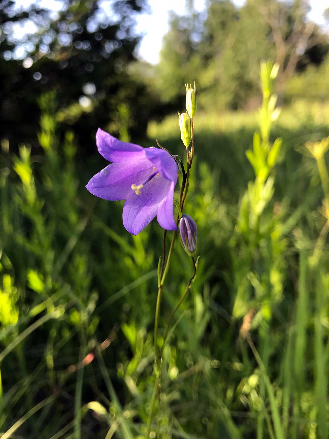 Harebell – Campanula rotundifolia