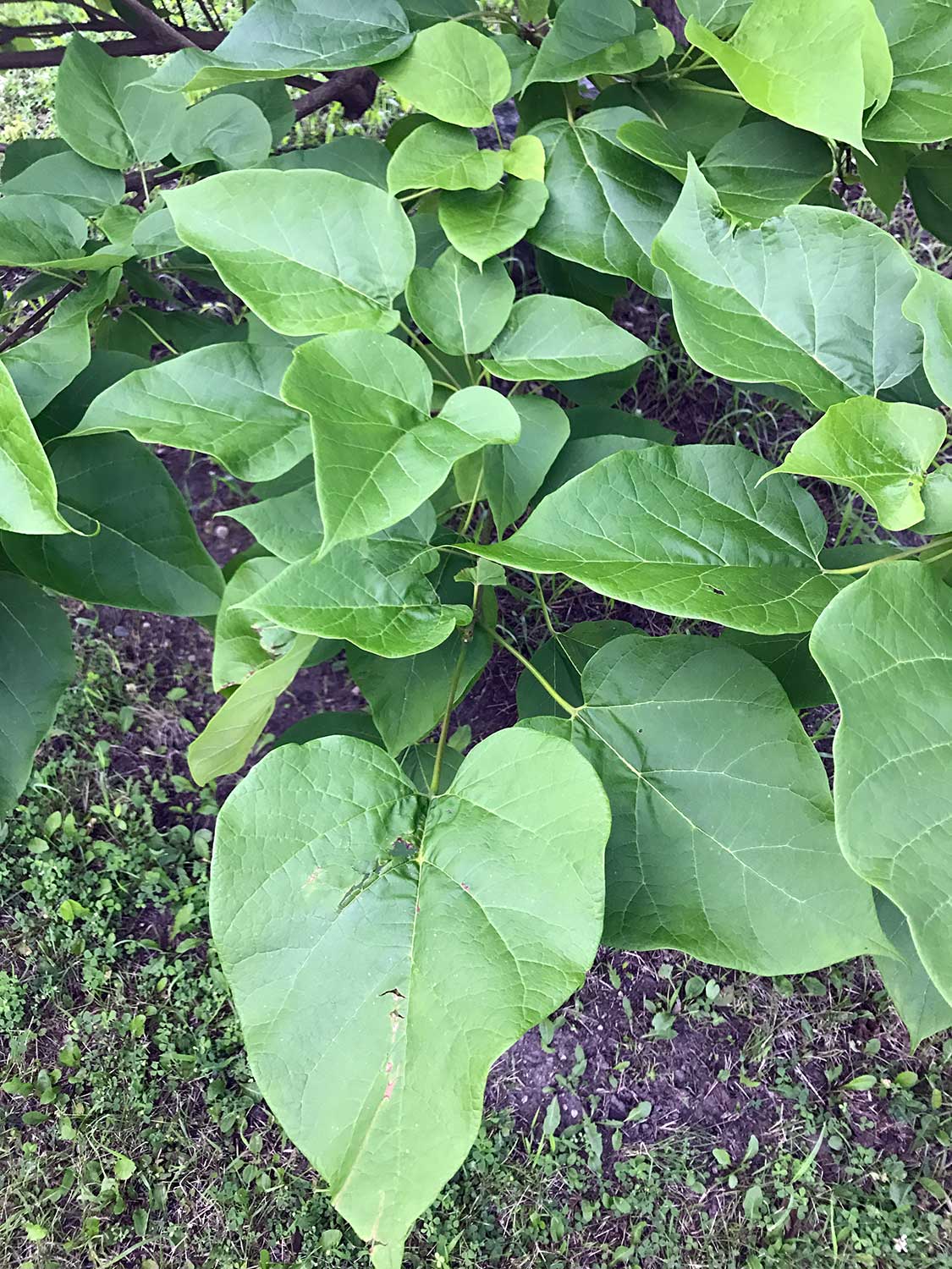 Northern Catalpa – Catalpa speciosa