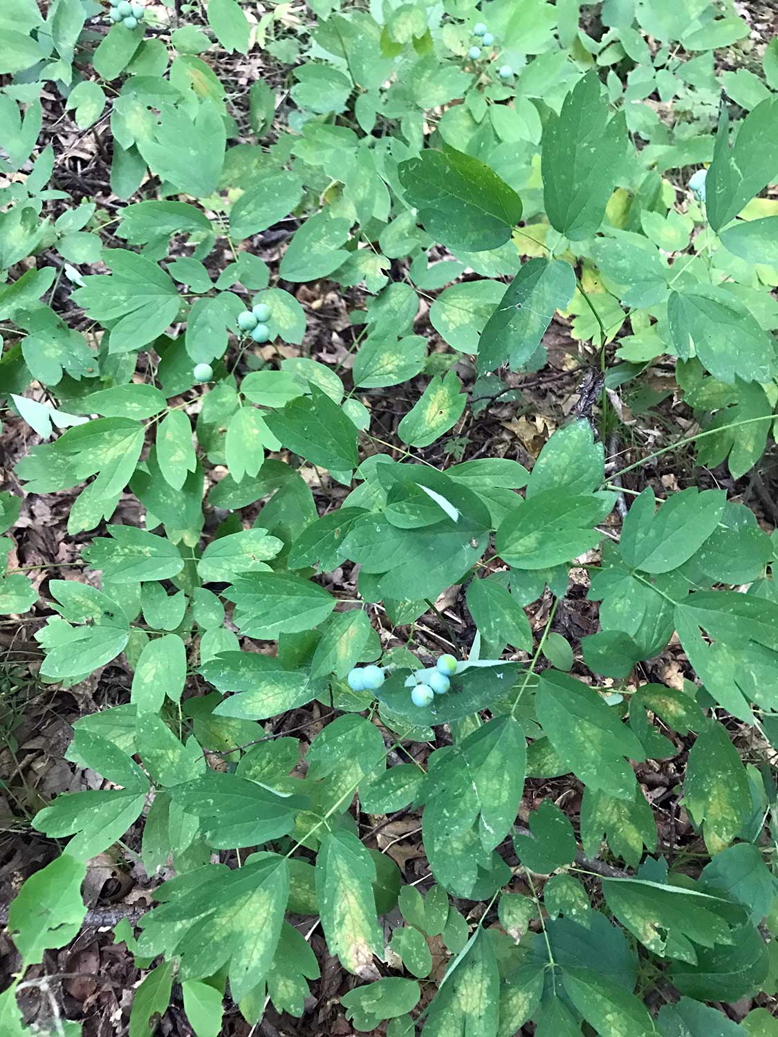 Blue Cohosh – Caulophyllum thalictroides