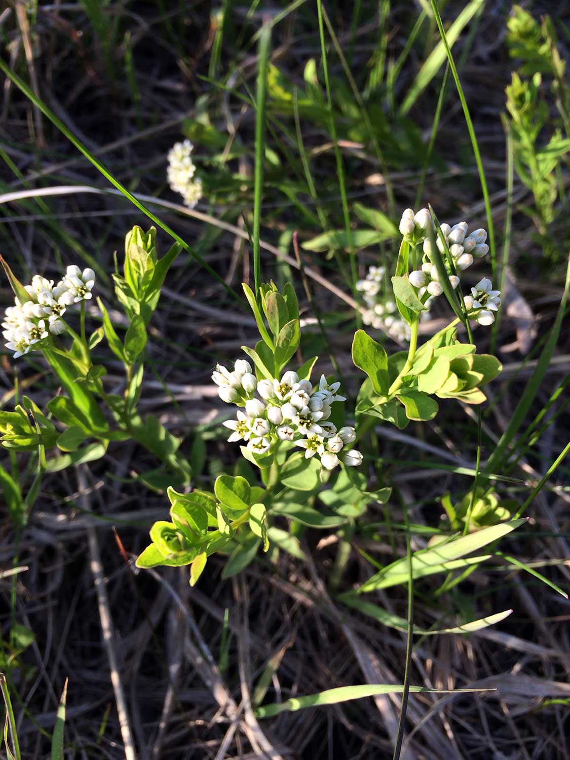 Bastard Toadflax – Comandra umbellata