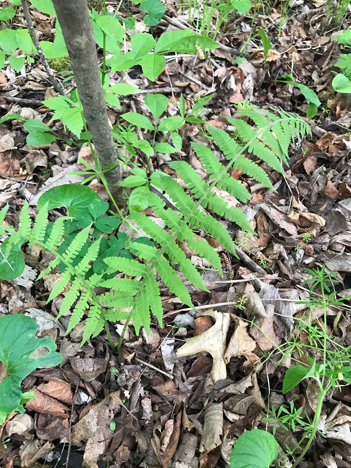 Silvery Spleenwort – Deparia acrostichoides