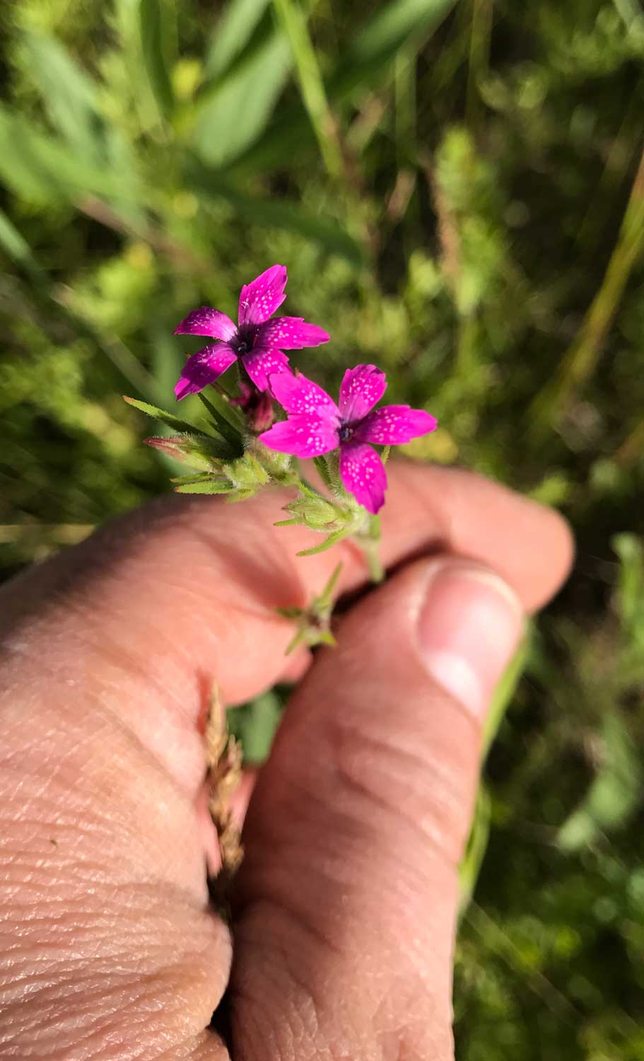 Deptford Pink – Dianthus armeria