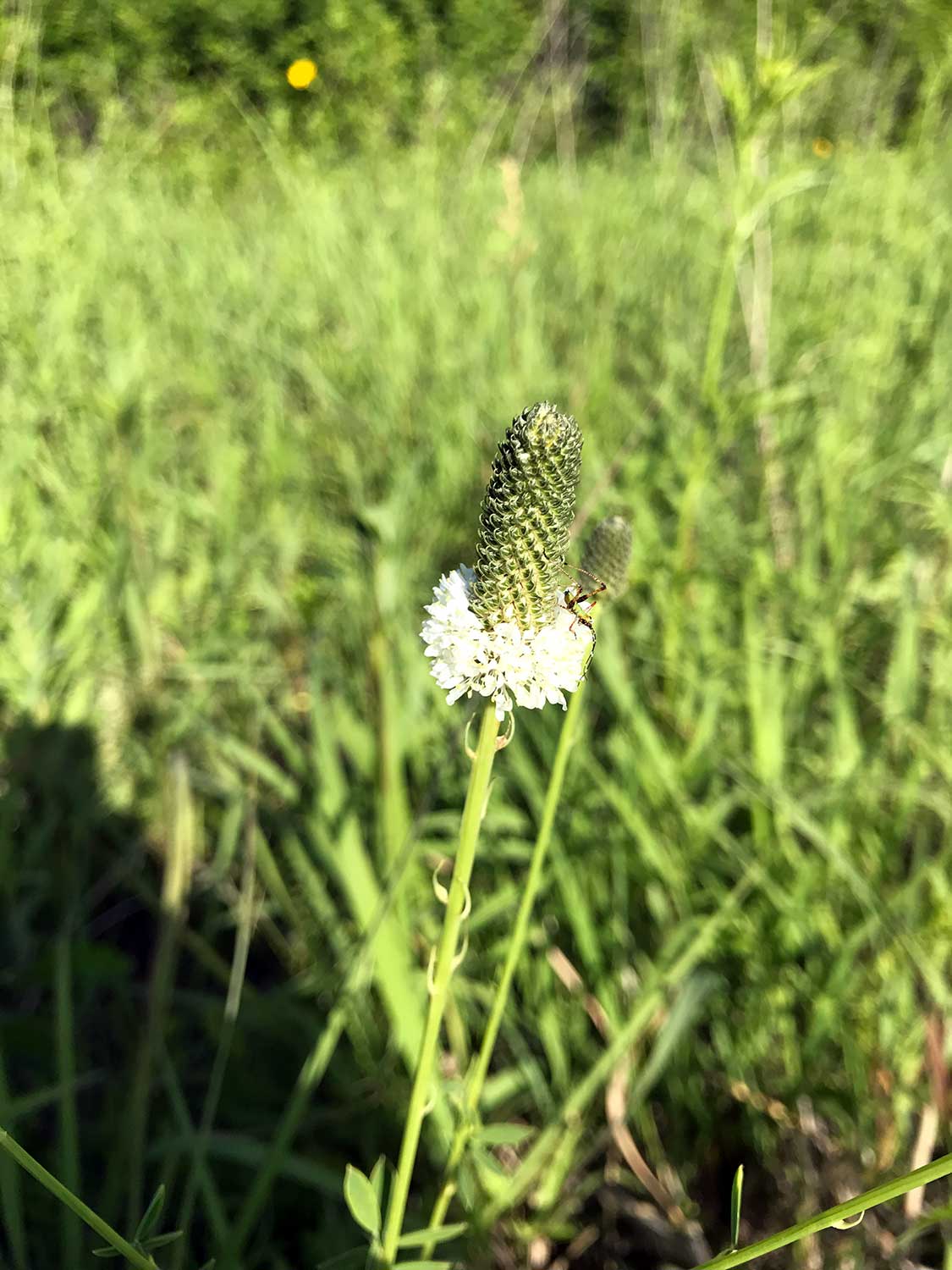 White Prairie Clover – Dalea candida