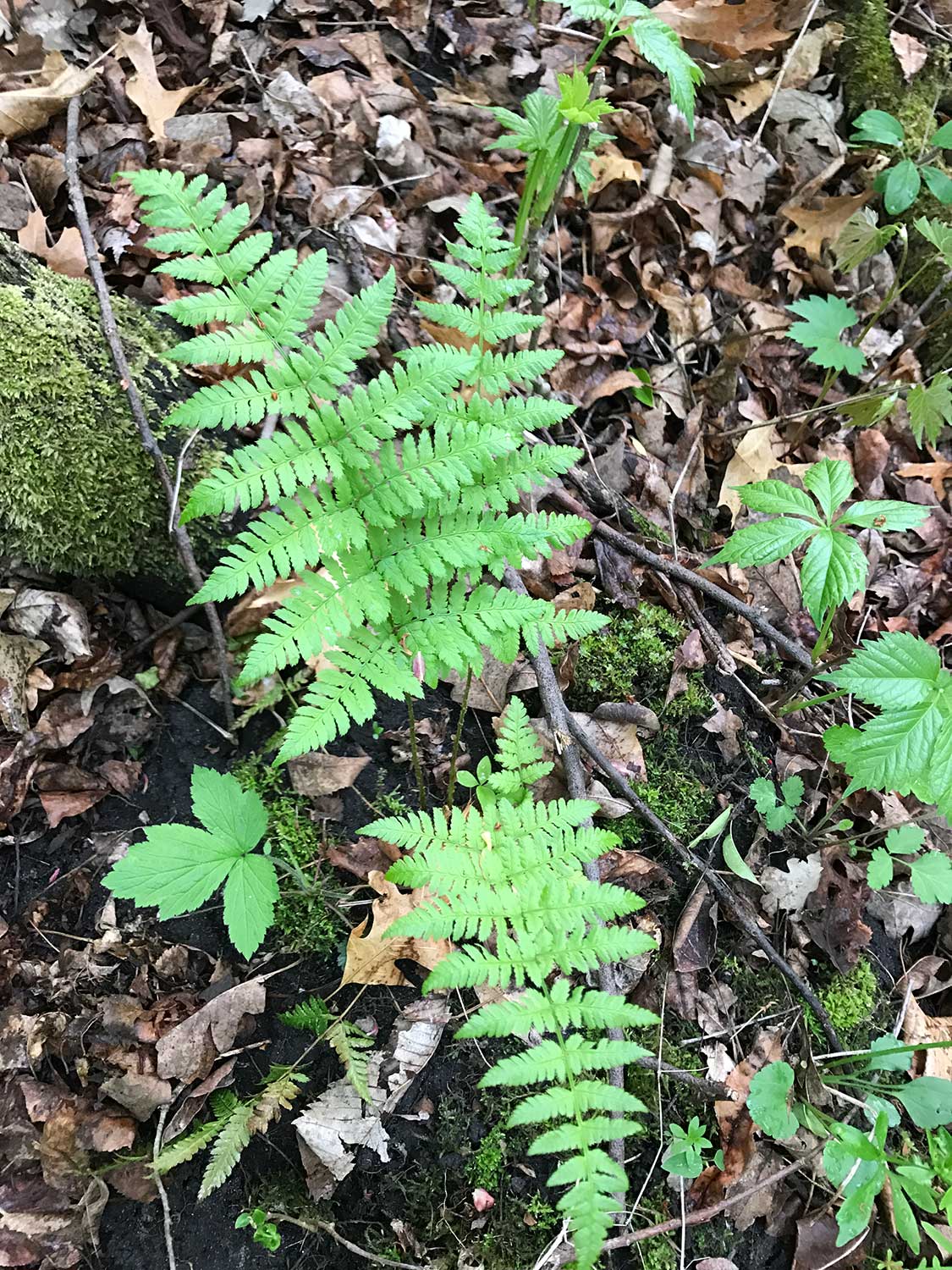 Spinulose Wood Fern – Dryopteris carthusiana