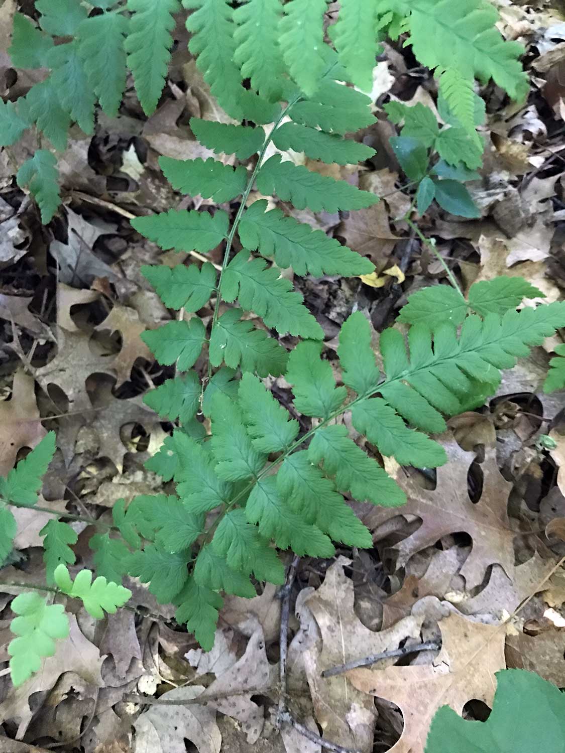 Crested Fern – Dryopteris cristata