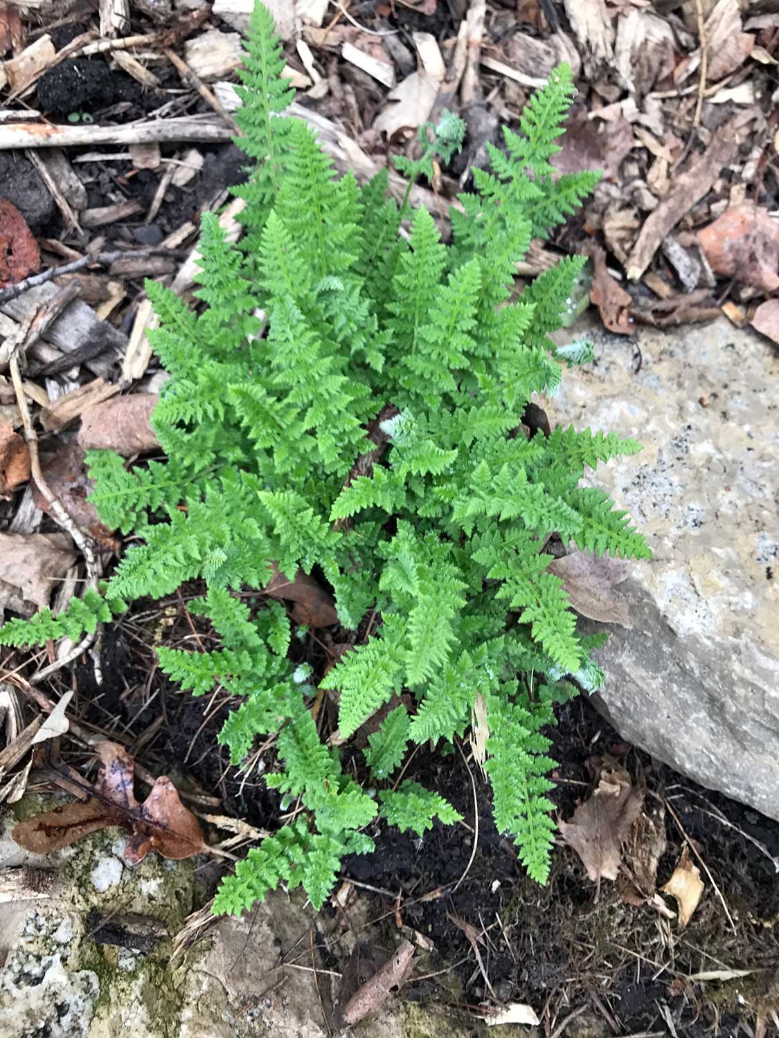 Fragrant Fern – Dryopteris fragrans