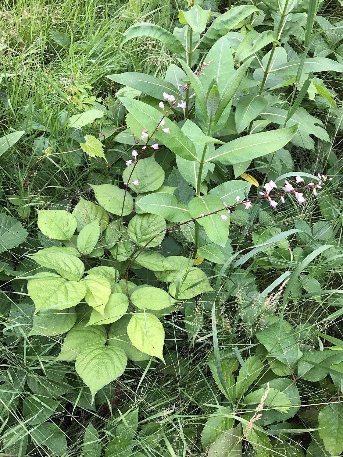 Pointed-Leaf Tick-Trefoil – Desmodium glutinosum