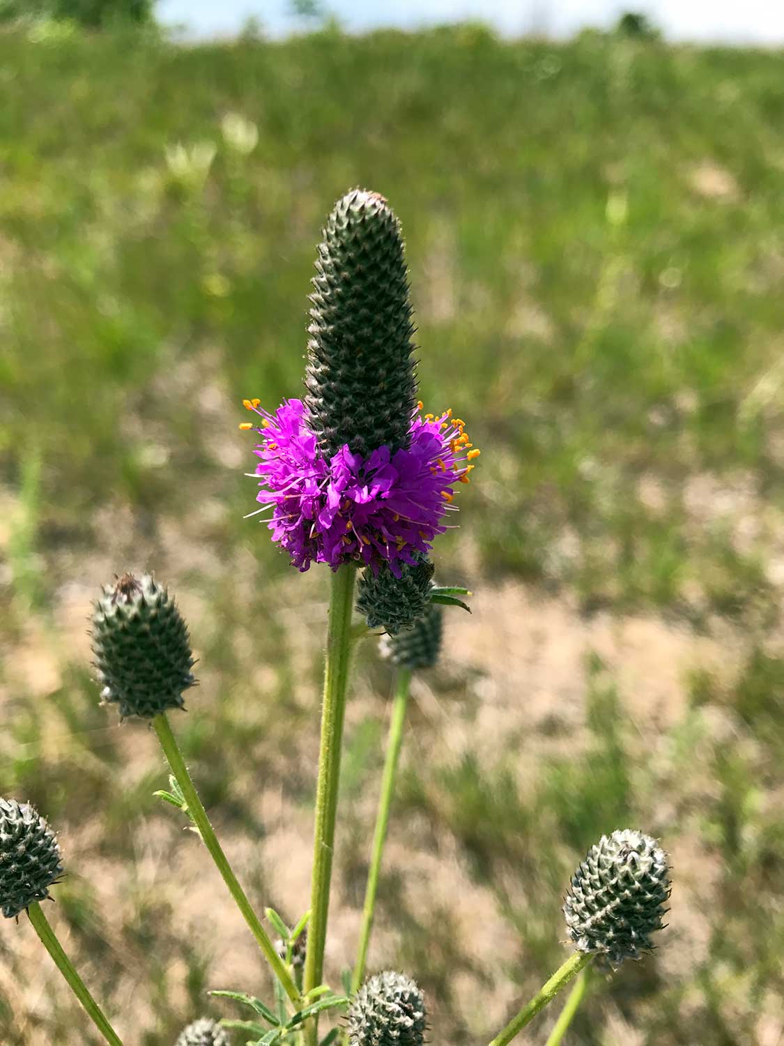 Purple Prairie Clover – Dalea purpurea