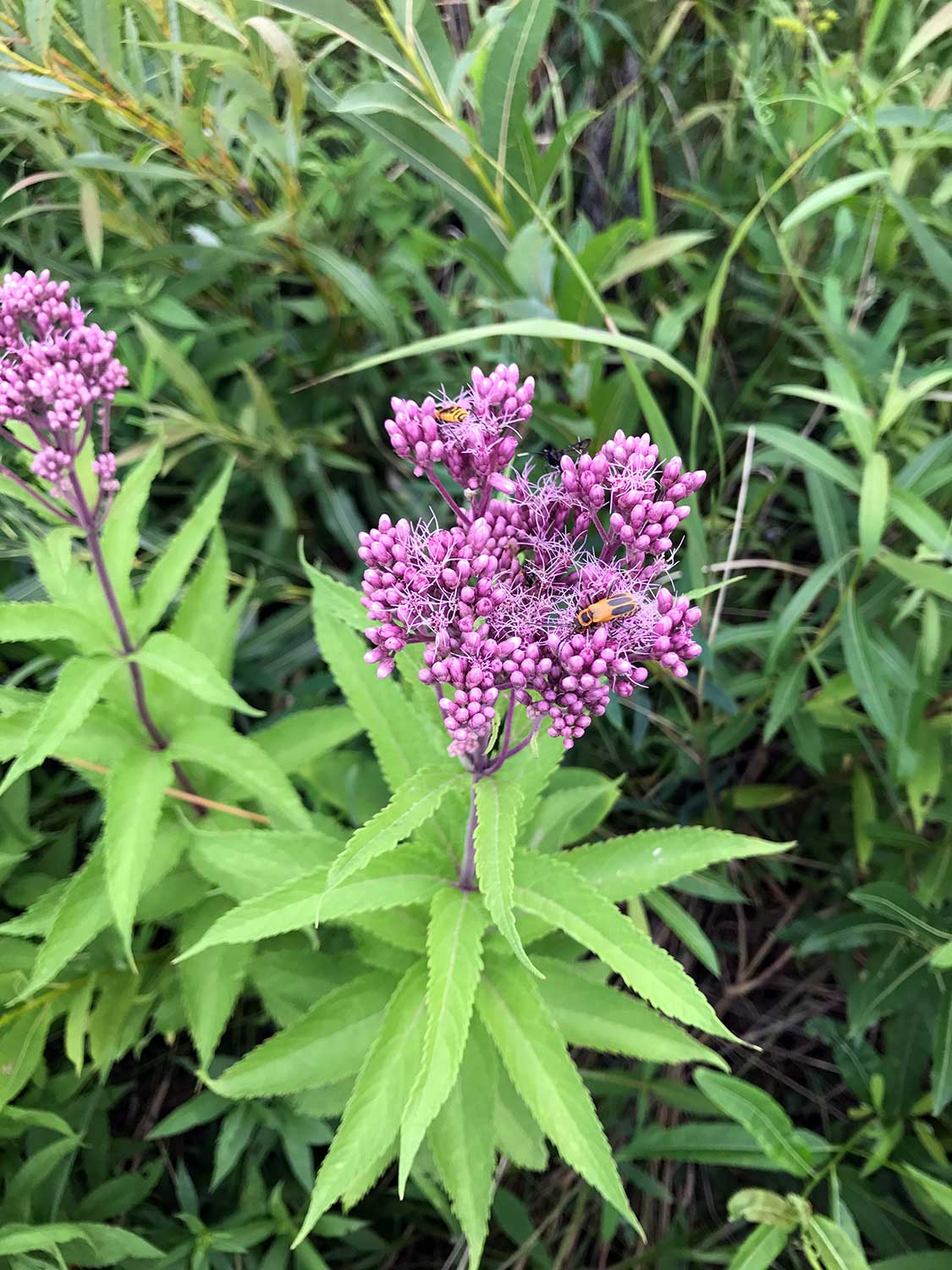 Spotted Joe-Pye Weed – Eutrochium maculatum