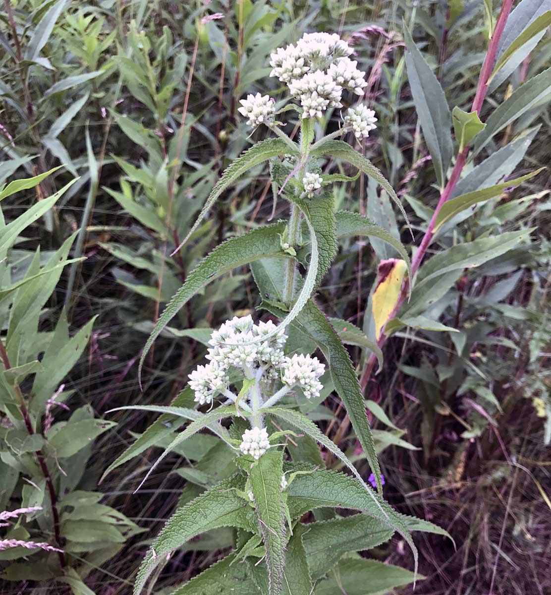 Common Boneset – Eupatorium perfoliatum