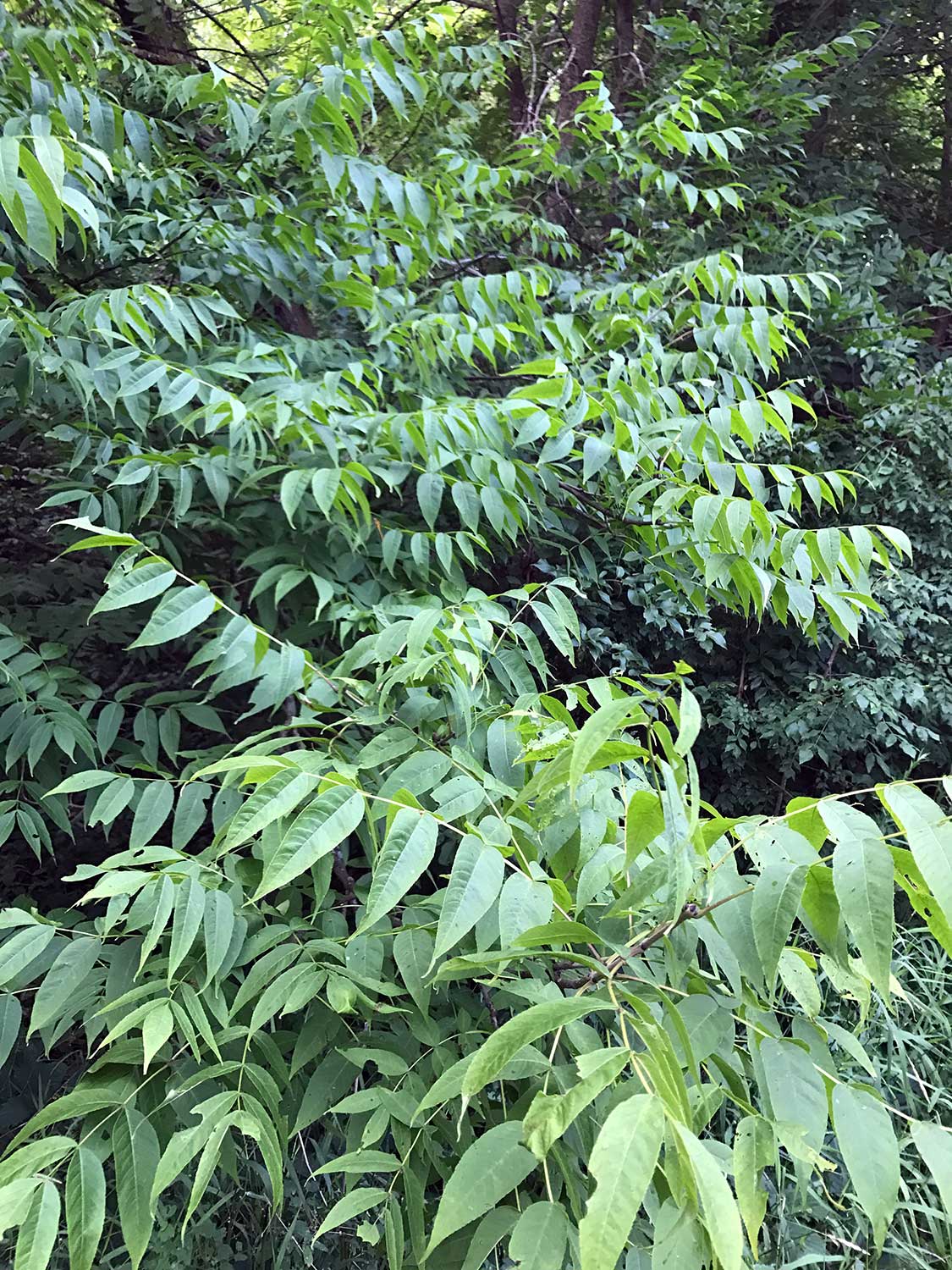 Black Ash – Fraxinus nigra