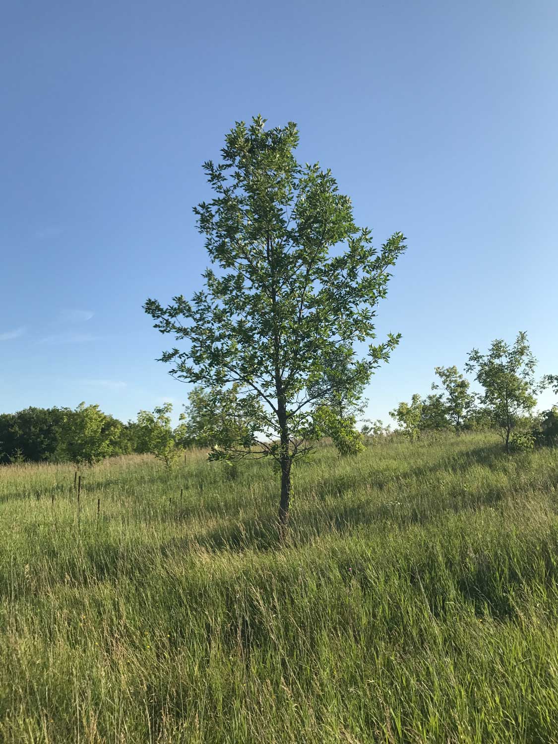 Green Ash – Fraxinus pennsylvanica