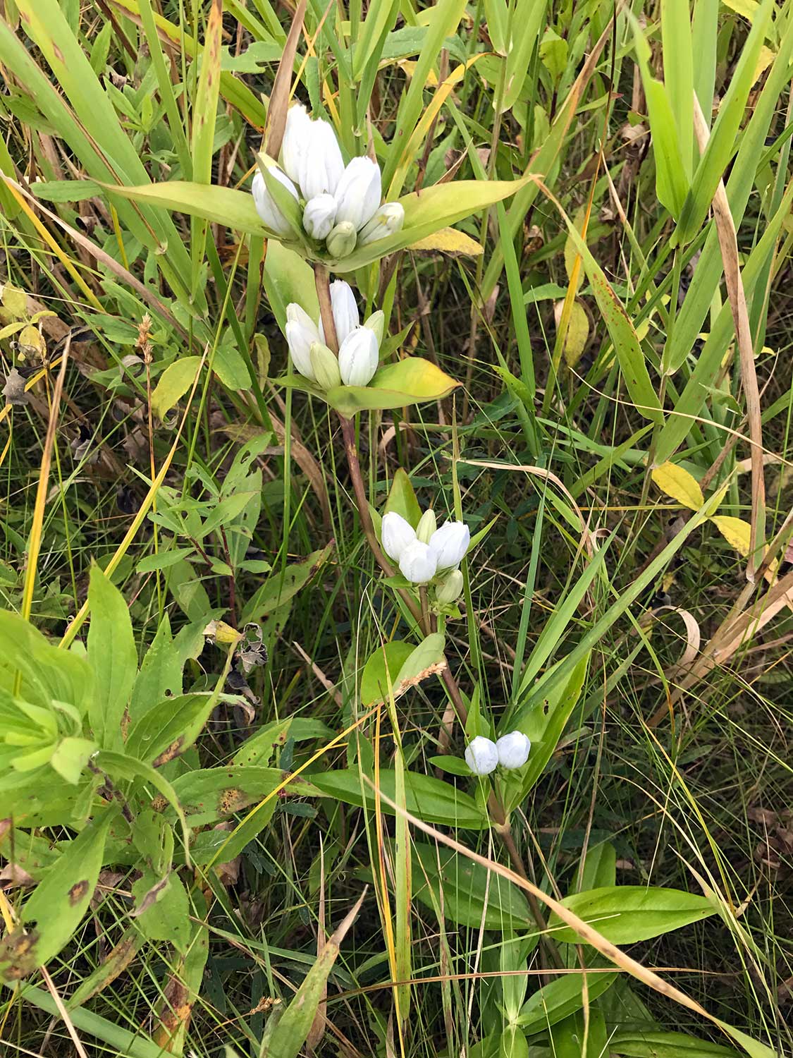 Bottle Gentian -Gentiana andrewsii