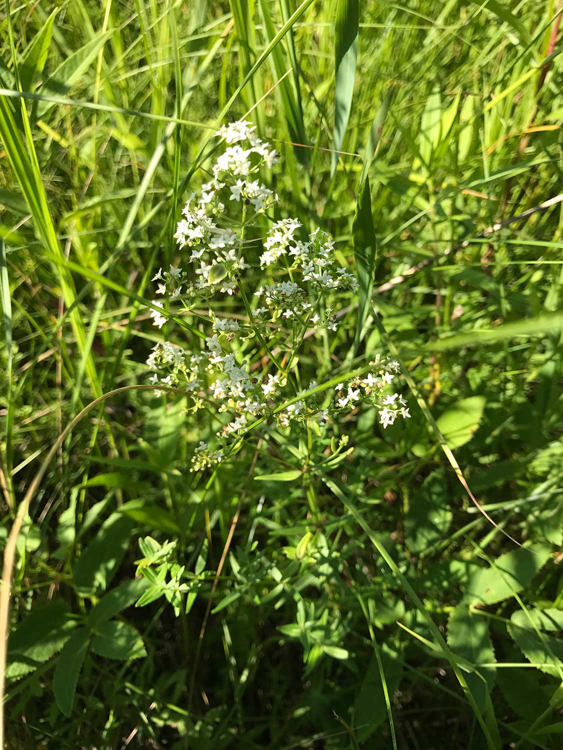 Northern Bedstraw – Galium boreale