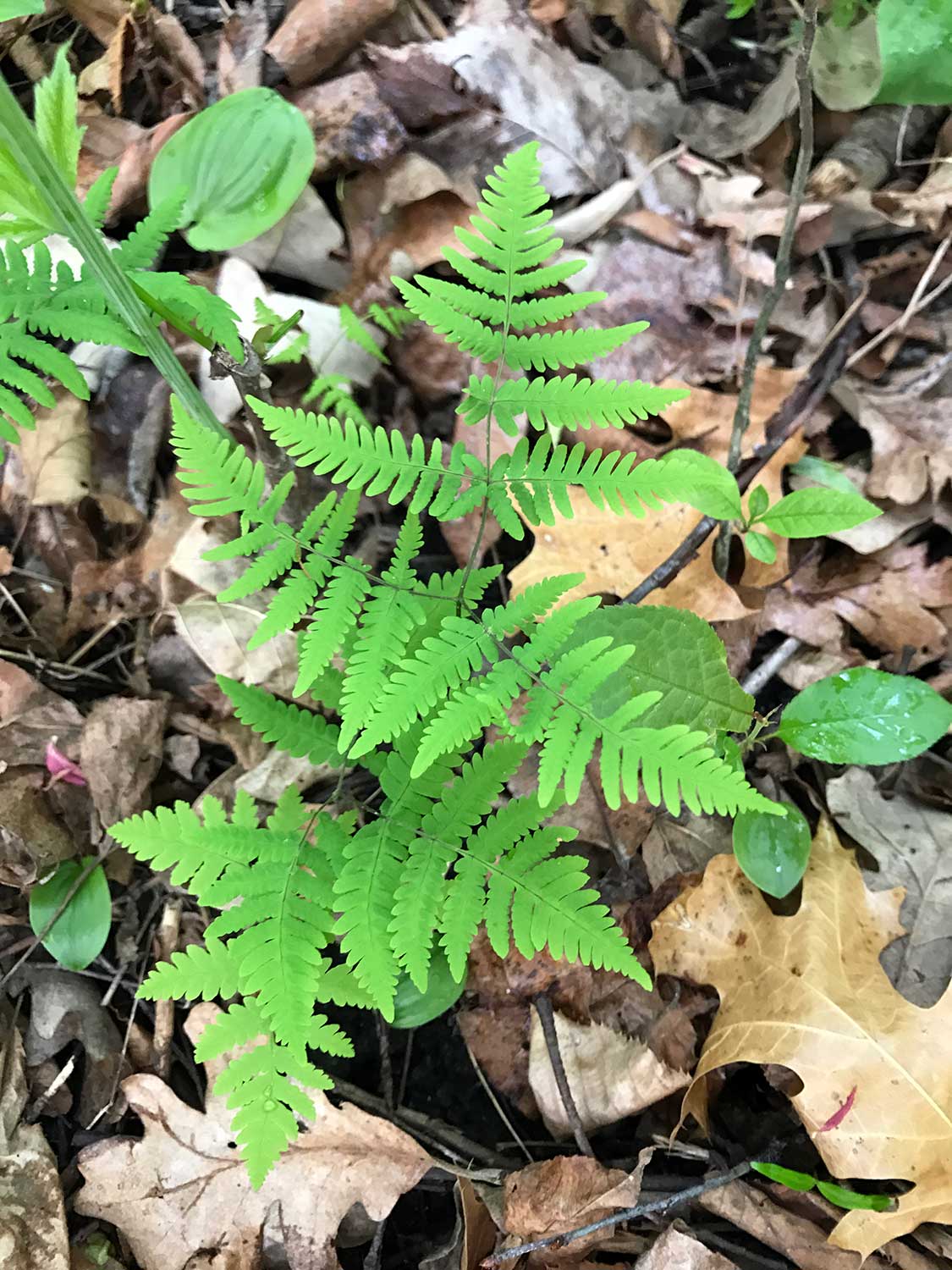 Common Oak Fern – Gymnocarpium dryopteris